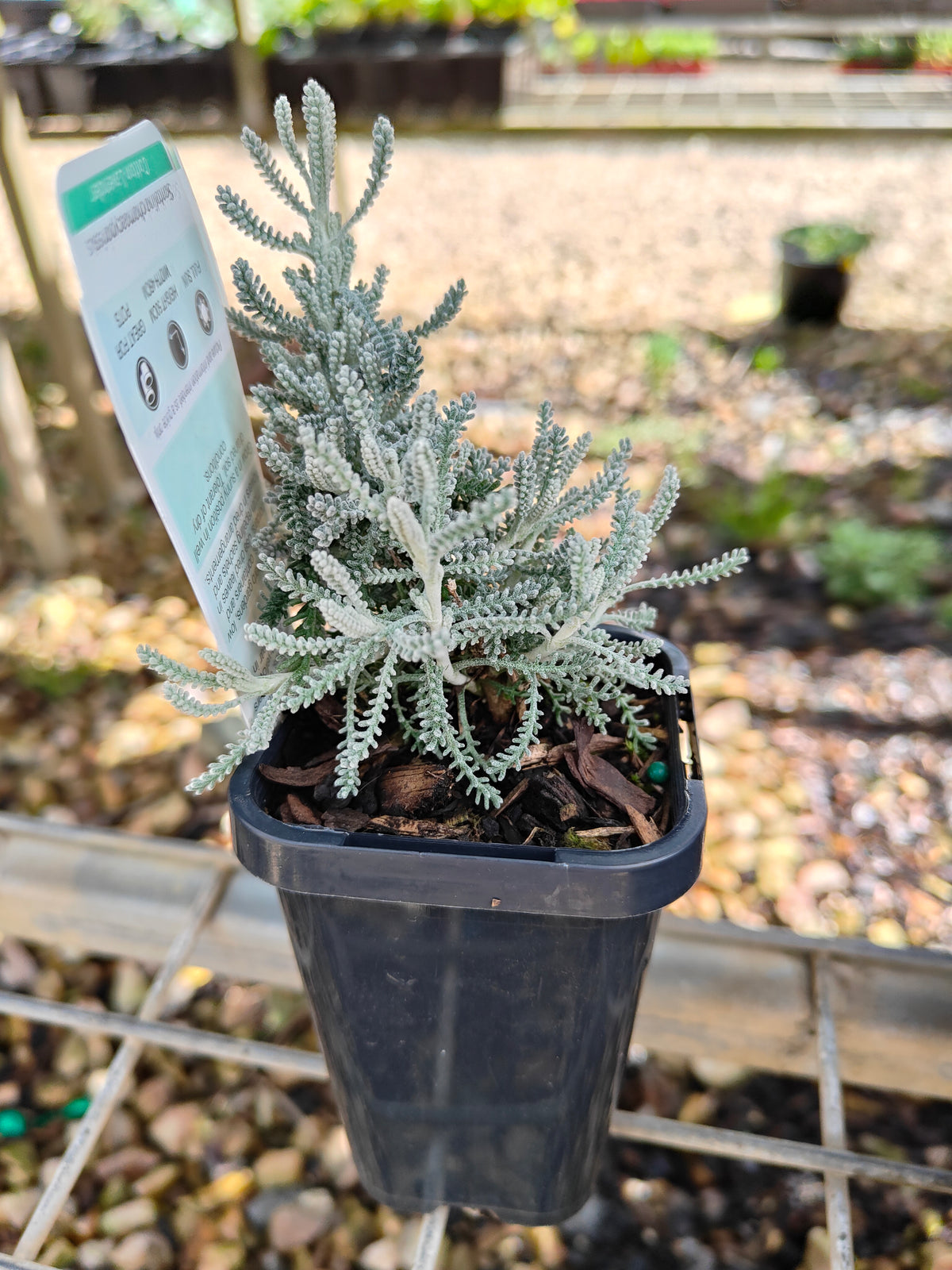 PL0055 Matted Pratia, Trailing Pratia, Blue Star Creeper, Pratia pedunculata 铺地普拉蒂 匍匐普拉特草, 14cm pot