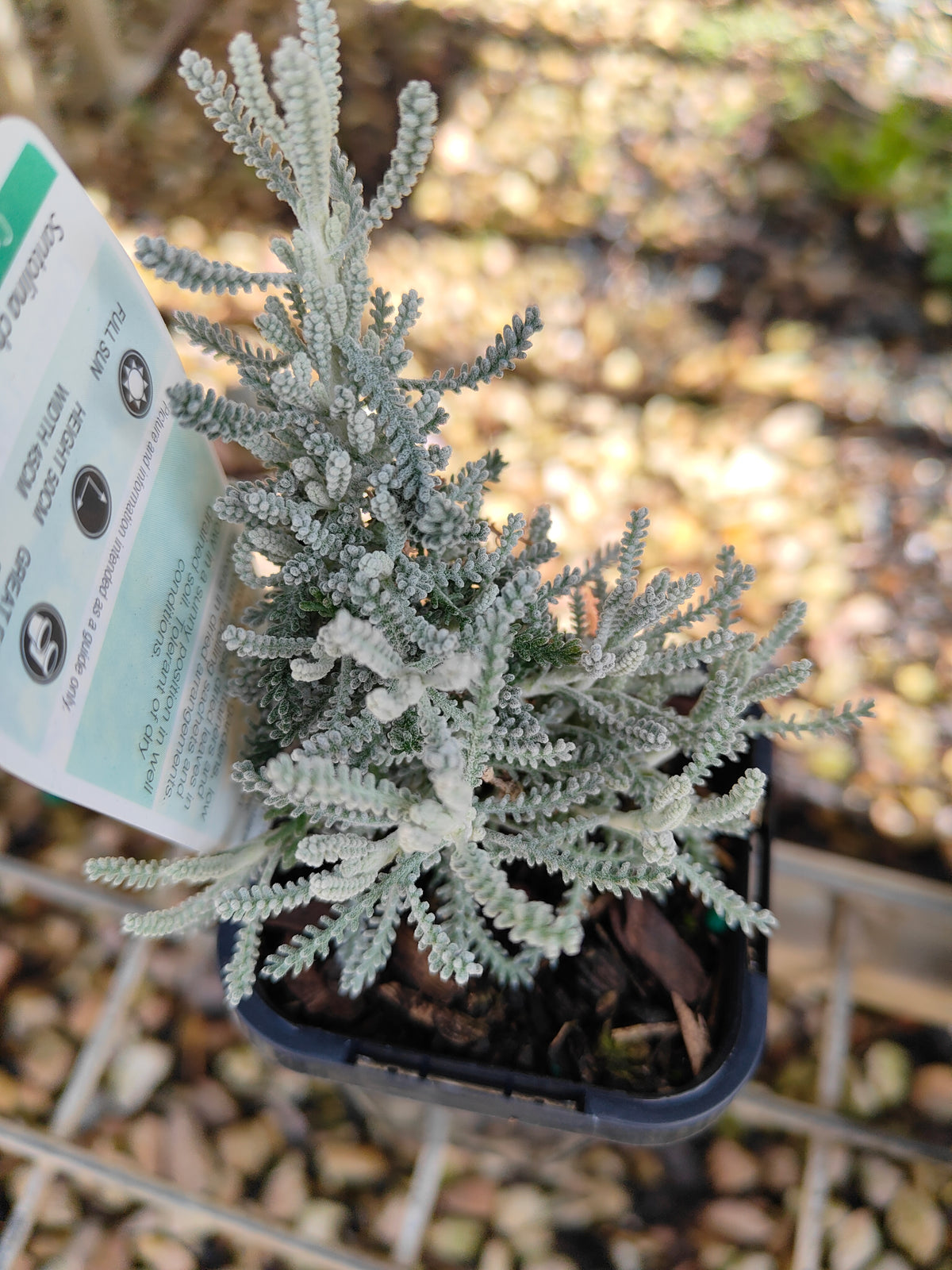 PL0055 Matted Pratia, Trailing Pratia, Blue Star Creeper, Pratia pedunculata 铺地普拉蒂 匍匐普拉特草, 14cm pot