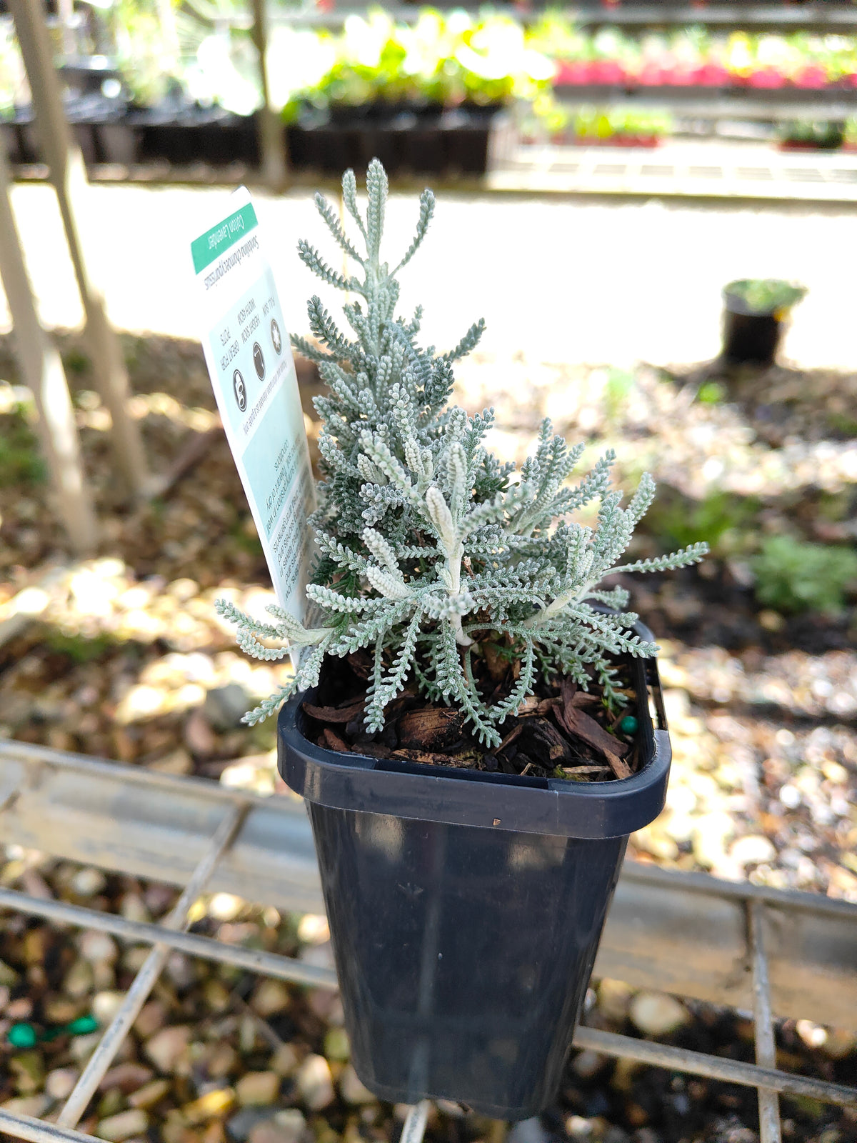 PL0055 Matted Pratia, Trailing Pratia, Blue Star Creeper, Pratia pedunculata 铺地普拉蒂 匍匐普拉特草, 14cm pot