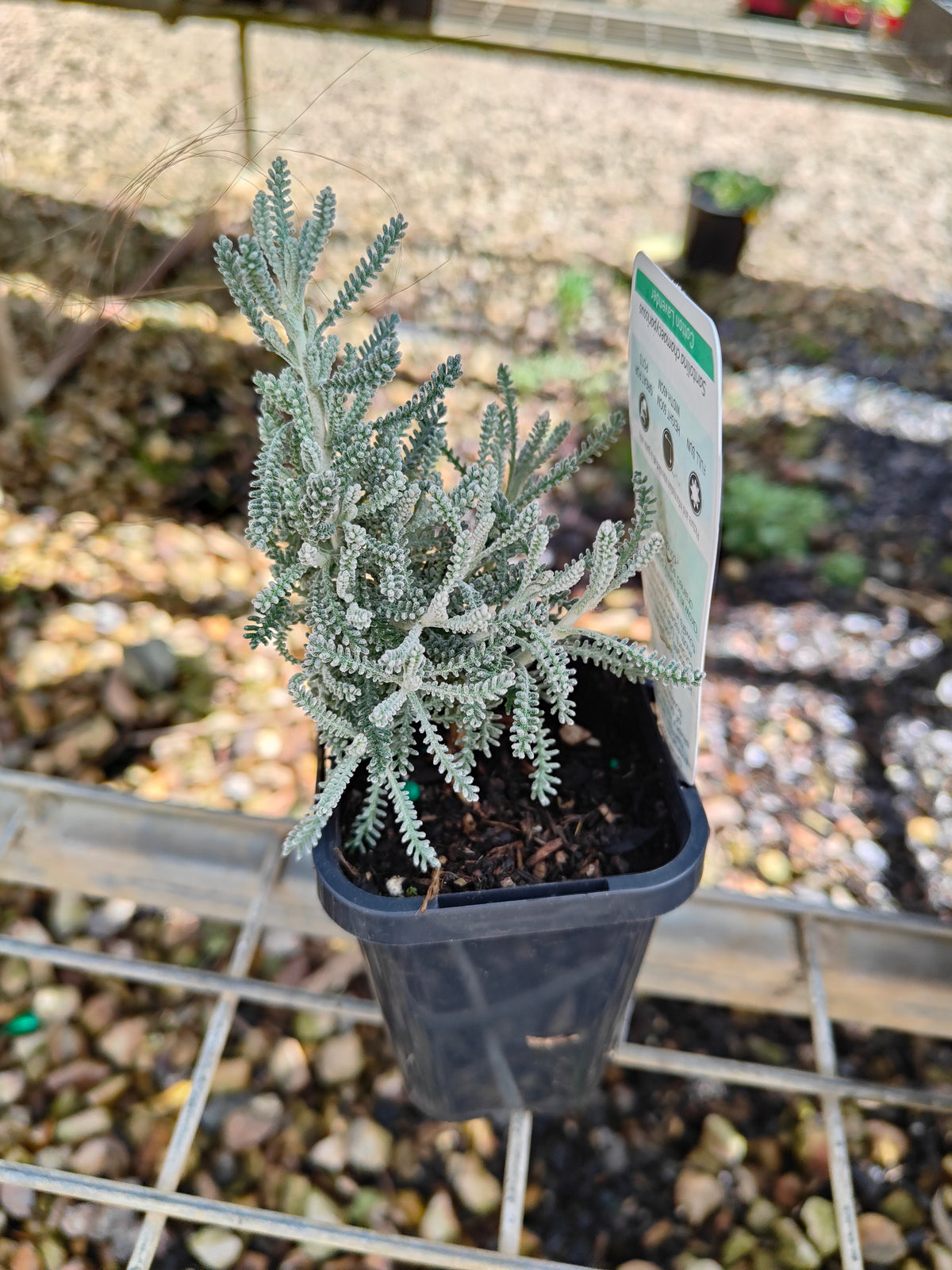 PL0055 Matted Pratia, Trailing Pratia, Blue Star Creeper, Pratia pedunculata 铺地普拉蒂 匍匐普拉特草, 14cm pot