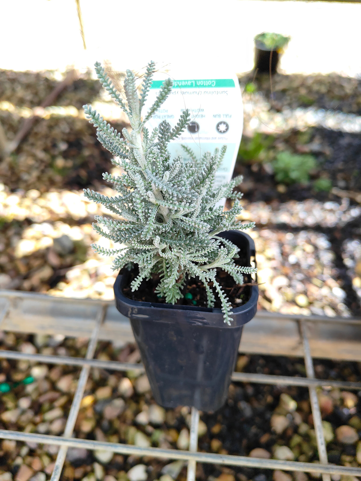 PL0055 Matted Pratia, Trailing Pratia, Blue Star Creeper, Pratia pedunculata 铺地普拉蒂 匍匐普拉特草, 14cm pot