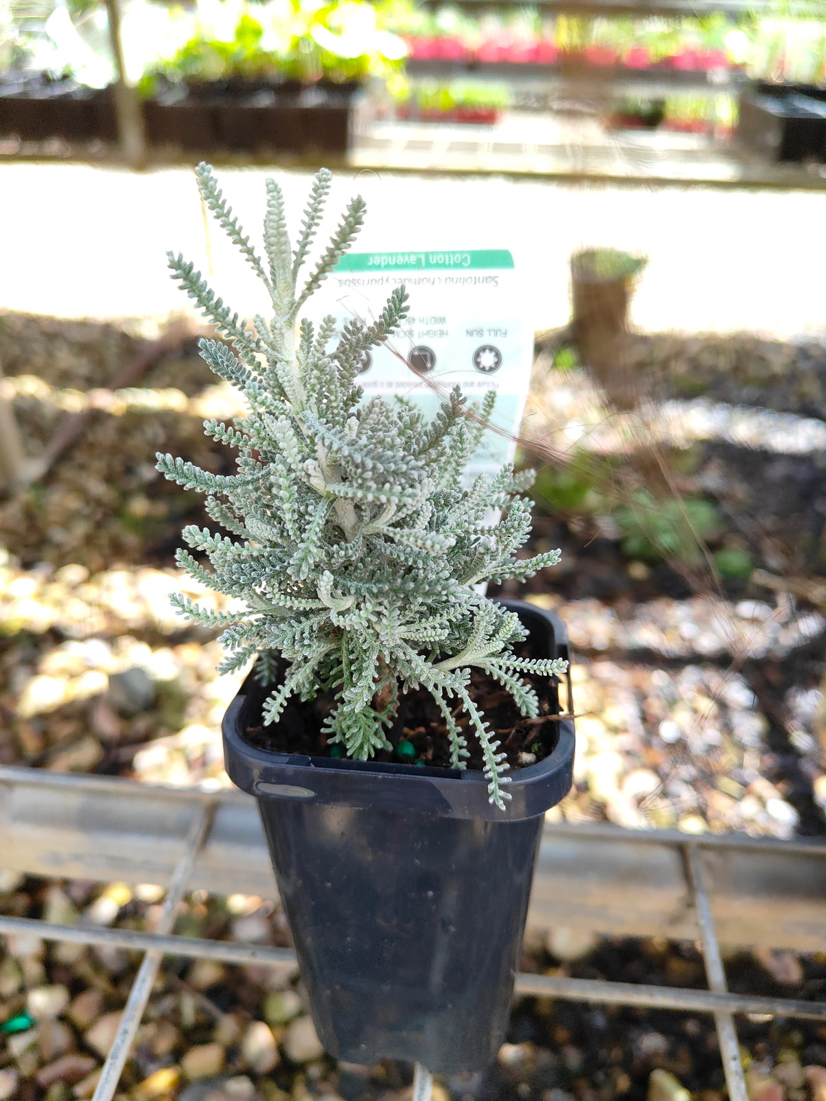 PL0055 Matted Pratia, Trailing Pratia, Blue Star Creeper, Pratia pedunculata 铺地普拉蒂 匍匐普拉特草, 14cm pot