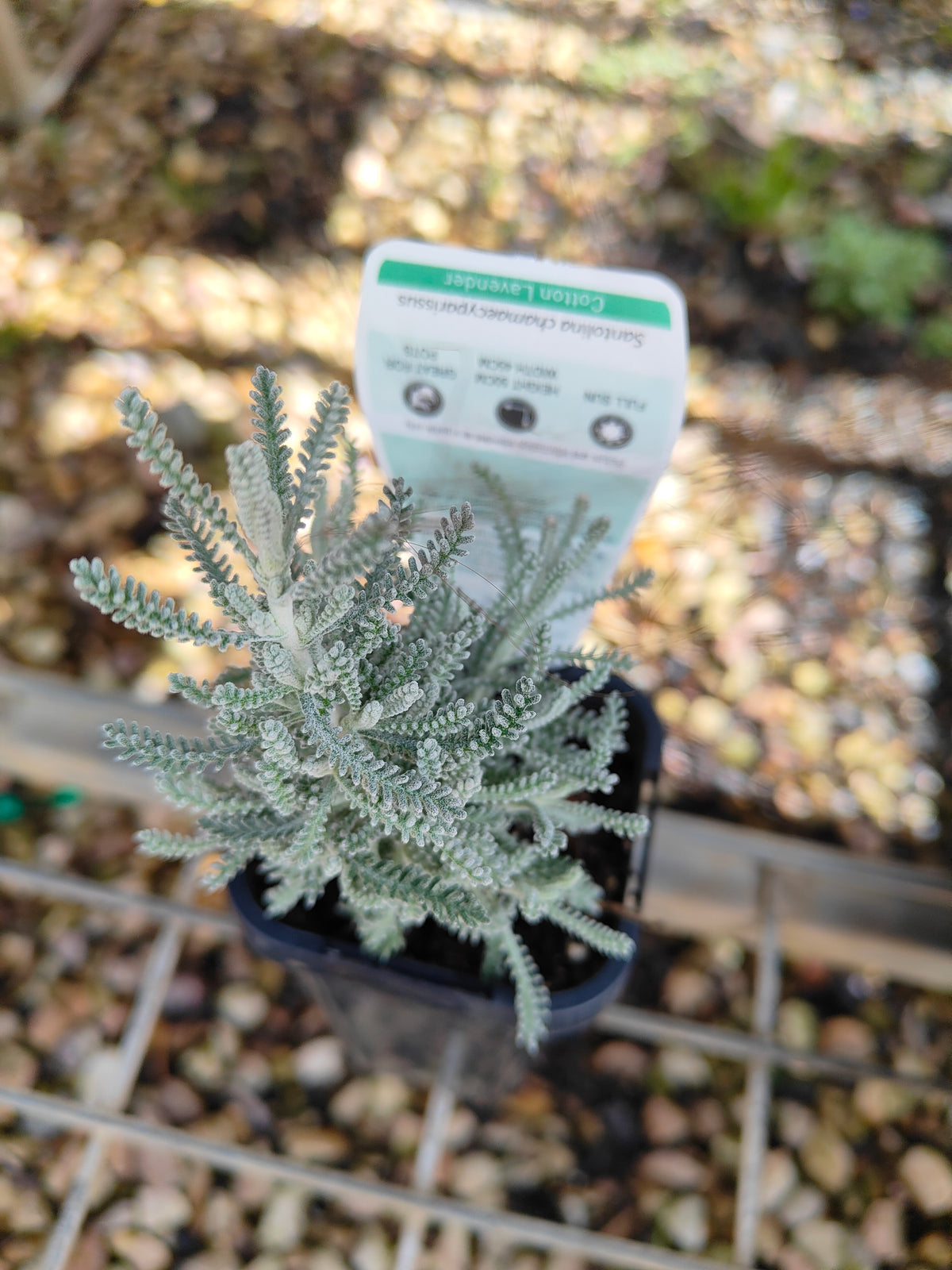 PL0055 Matted Pratia, Trailing Pratia, Blue Star Creeper, Pratia pedunculata 铺地普拉蒂 匍匐普拉特草, 14cm pot