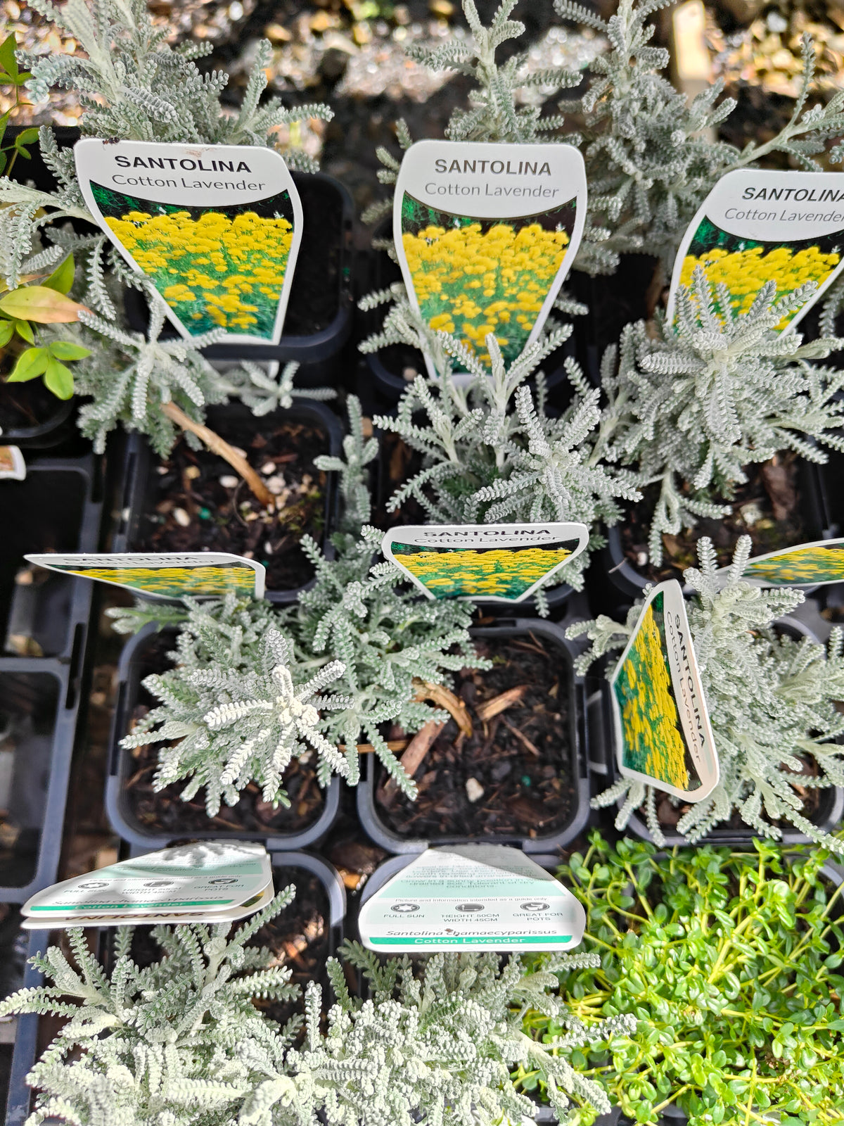 PL0055 Matted Pratia, Trailing Pratia, Blue Star Creeper, Pratia pedunculata 铺地普拉蒂 匍匐普拉特草, 14cm pot