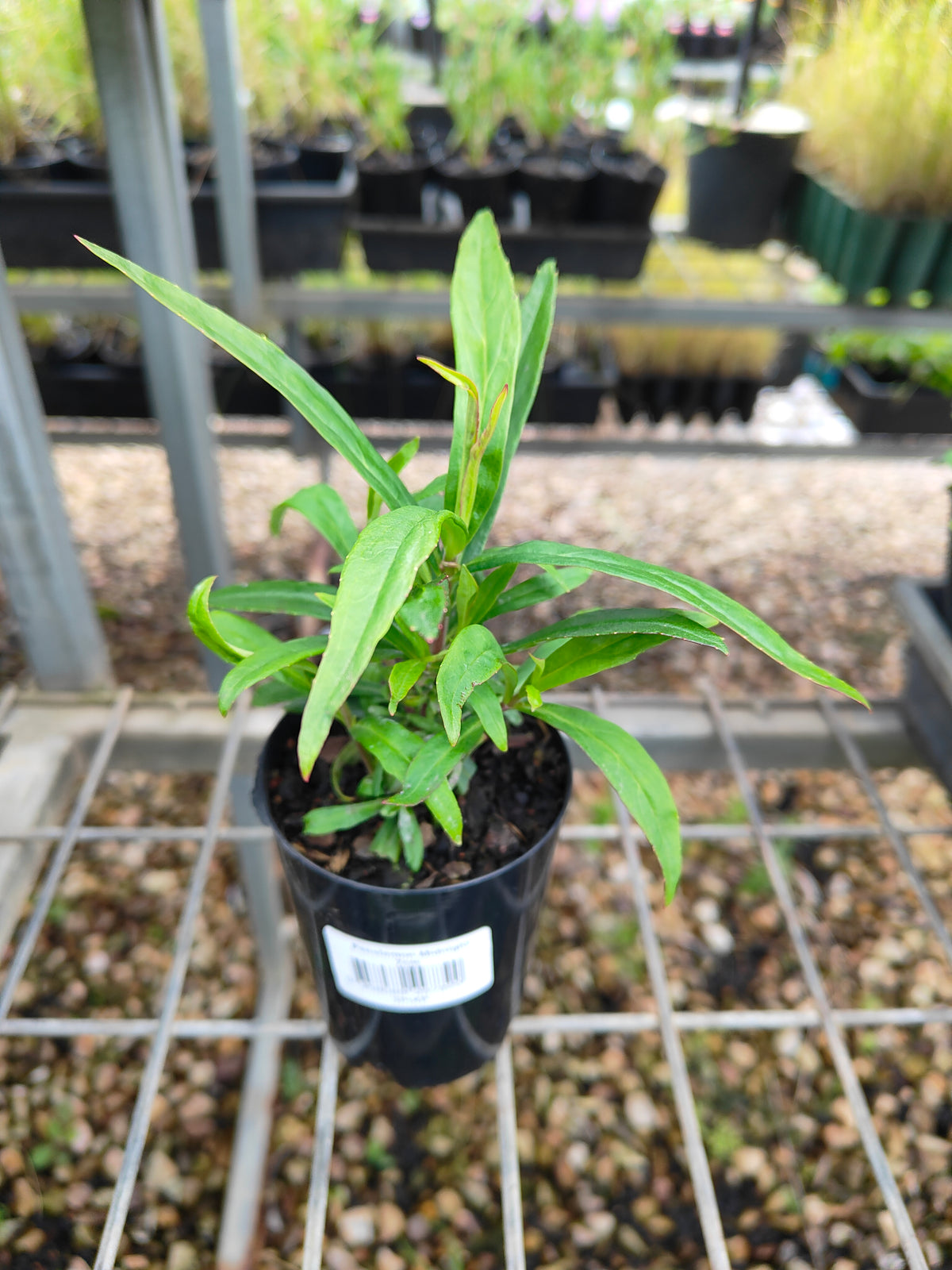 PL0054 Beard Tongue, Penstemon hybrida Midnight 钓钟柳 午夜, 14cm pot