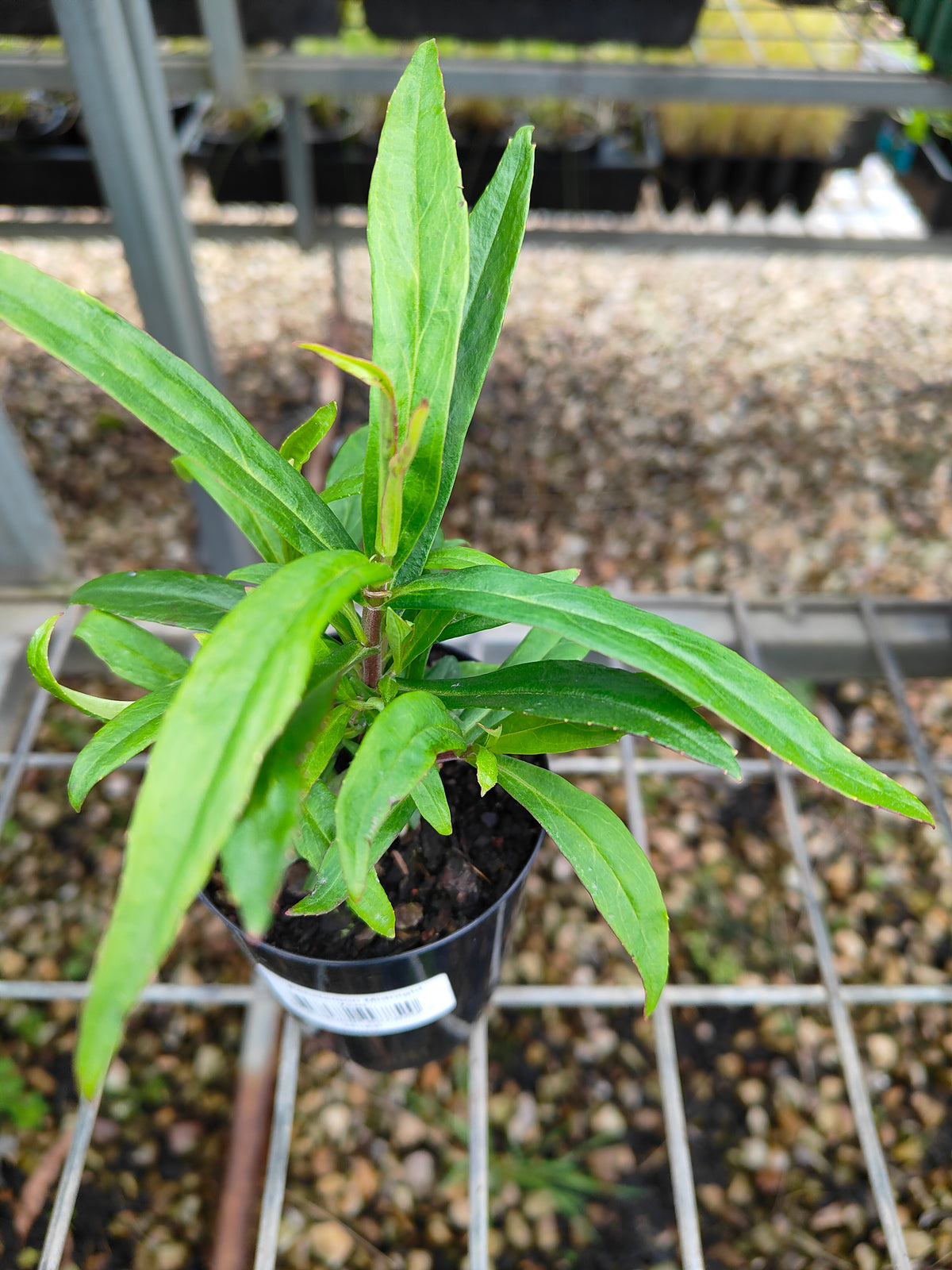 PL0054 Beard Tongue, Penstemon hybrida Midnight 钓钟柳 午夜, 14cm pot
