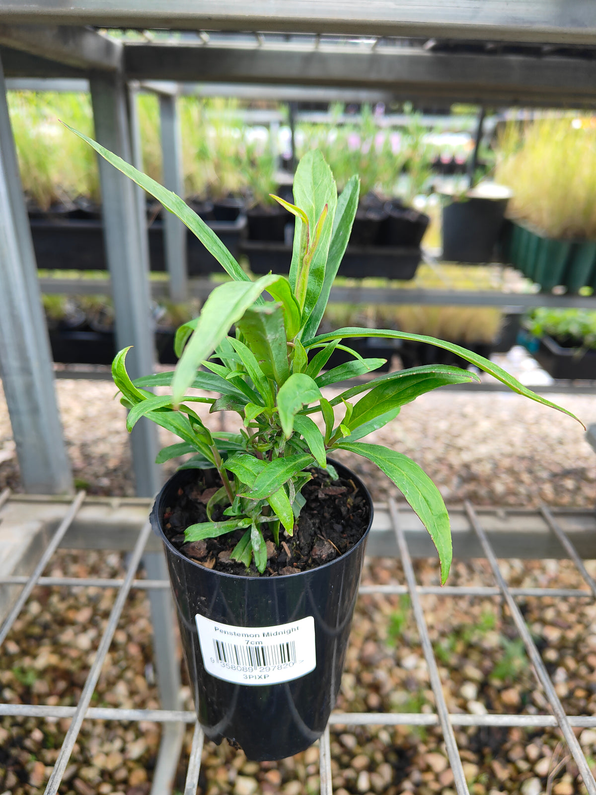 PL0054 Beard Tongue, Penstemon hybrida Midnight 钓钟柳 午夜, 14cm pot