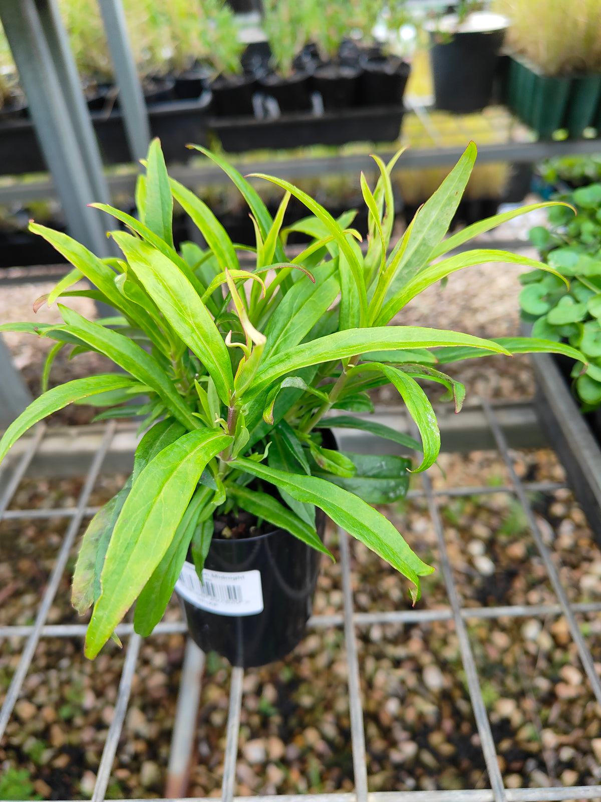 PL0054 Beard Tongue, Penstemon hybrida Midnight 钓钟柳 午夜, 14cm pot