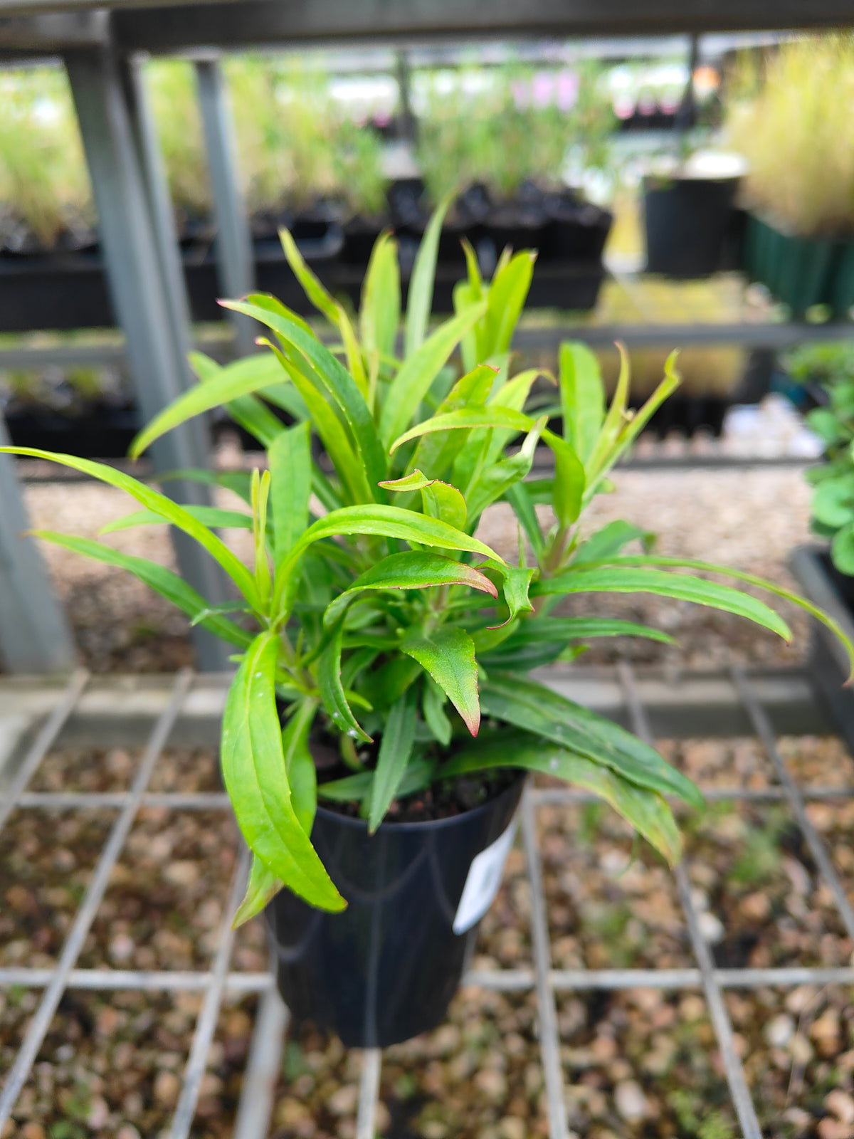 PL0054 Beard Tongue, Penstemon hybrida Midnight 钓钟柳 午夜, 14cm pot