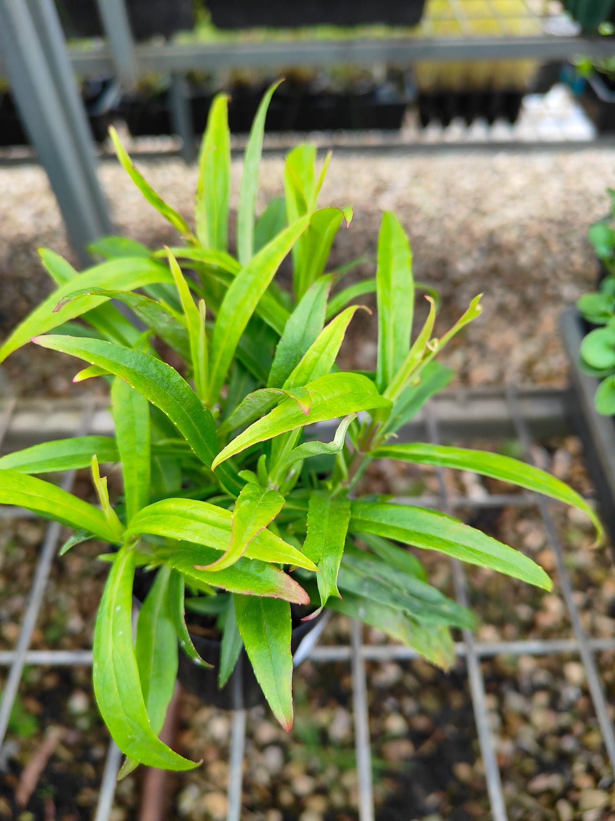 PL0054 Beard Tongue, Penstemon hybrida Midnight 钓钟柳 午夜, 14cm pot