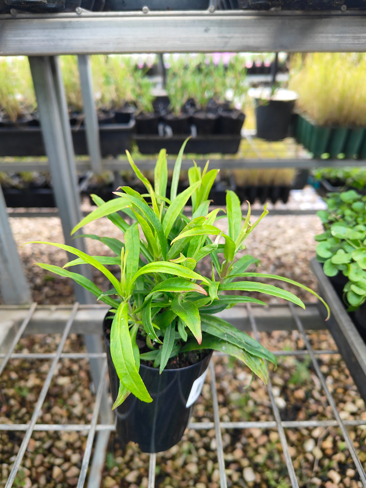 PL0054 Beard Tongue, Penstemon hybrida Midnight 钓钟柳 午夜, 14cm pot