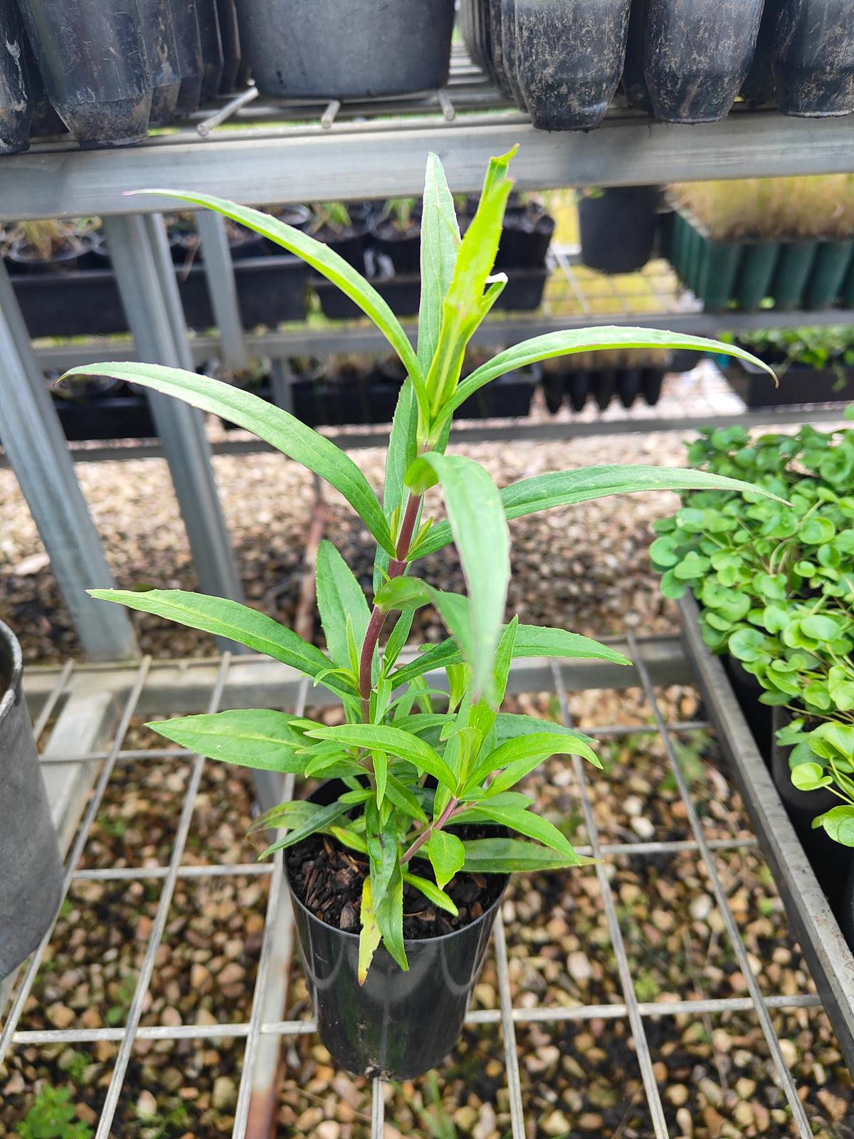 PL0054 Beard Tongue, Penstemon hybrida Midnight 钓钟柳 午夜, 14cm pot