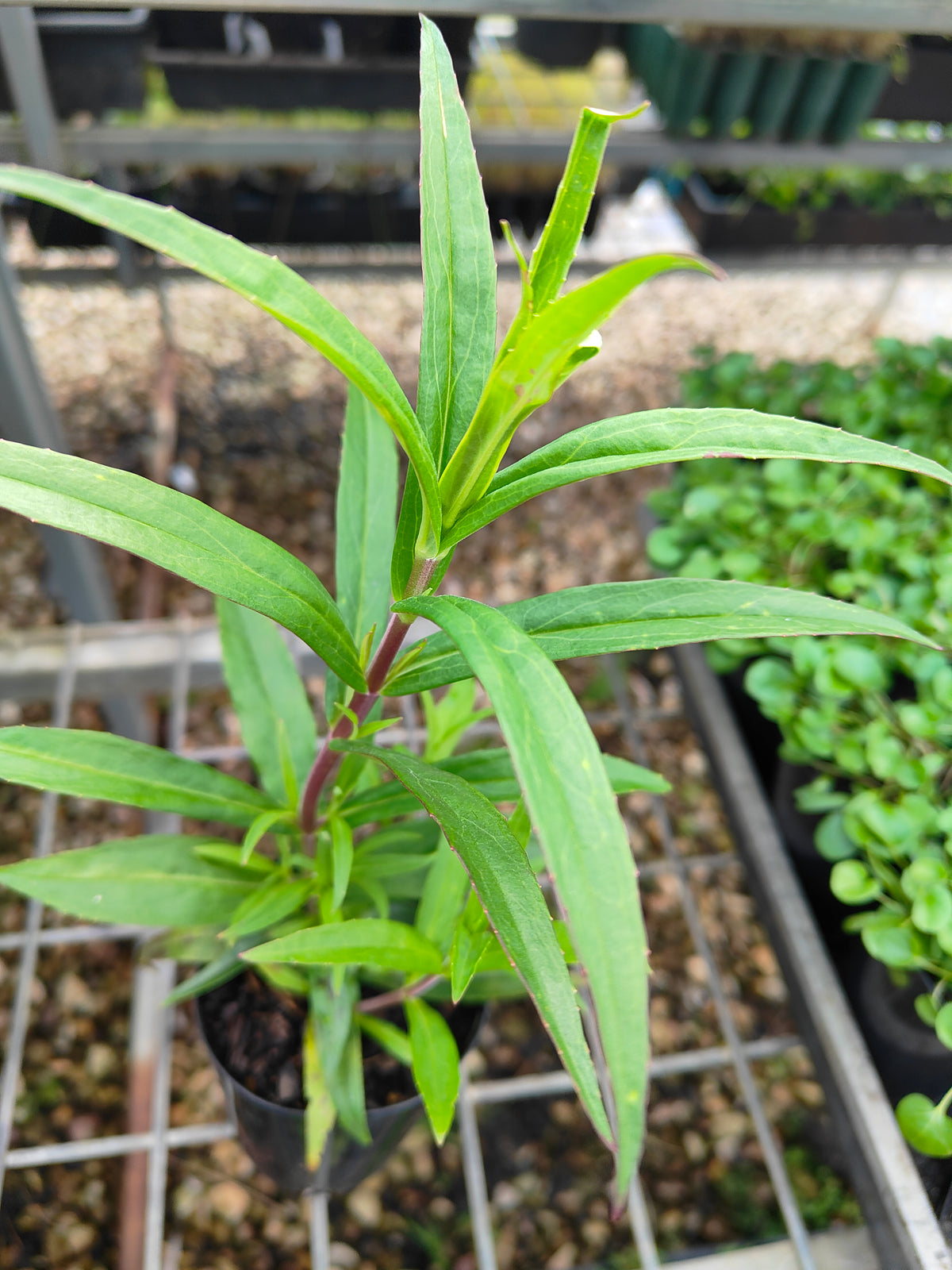PL0054 Beard Tongue, Penstemon hybrida Midnight 钓钟柳 午夜, 14cm pot