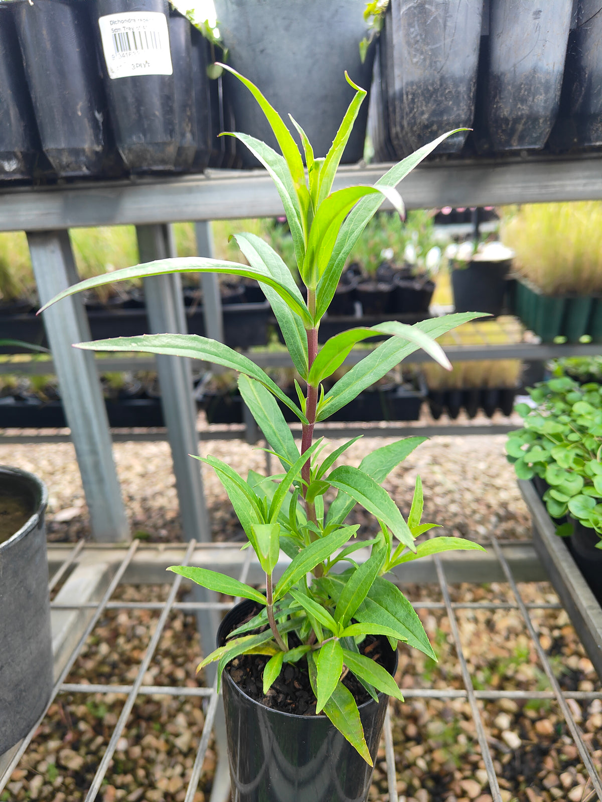 PL0054 Beard Tongue, Penstemon hybrida Midnight 钓钟柳 午夜, 14cm pot