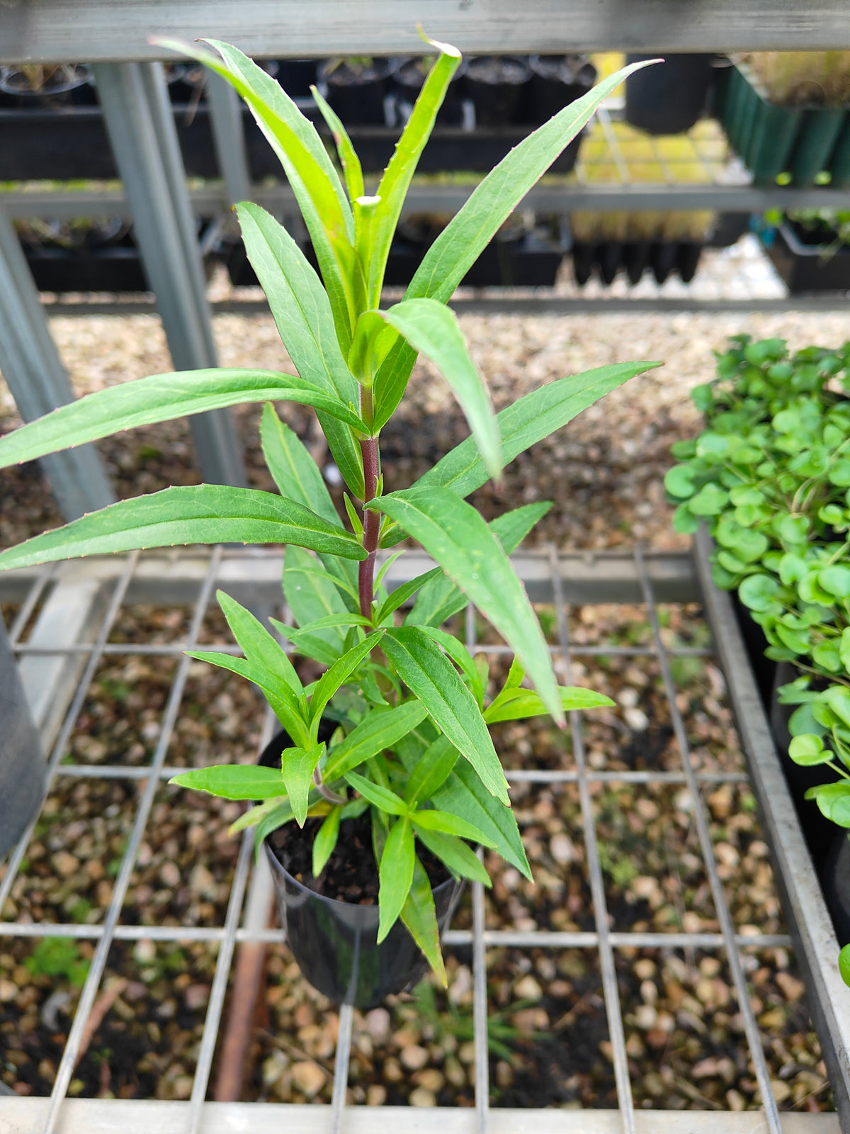 PL0054 Beard Tongue, Penstemon hybrida Midnight 钓钟柳 午夜, 14cm pot