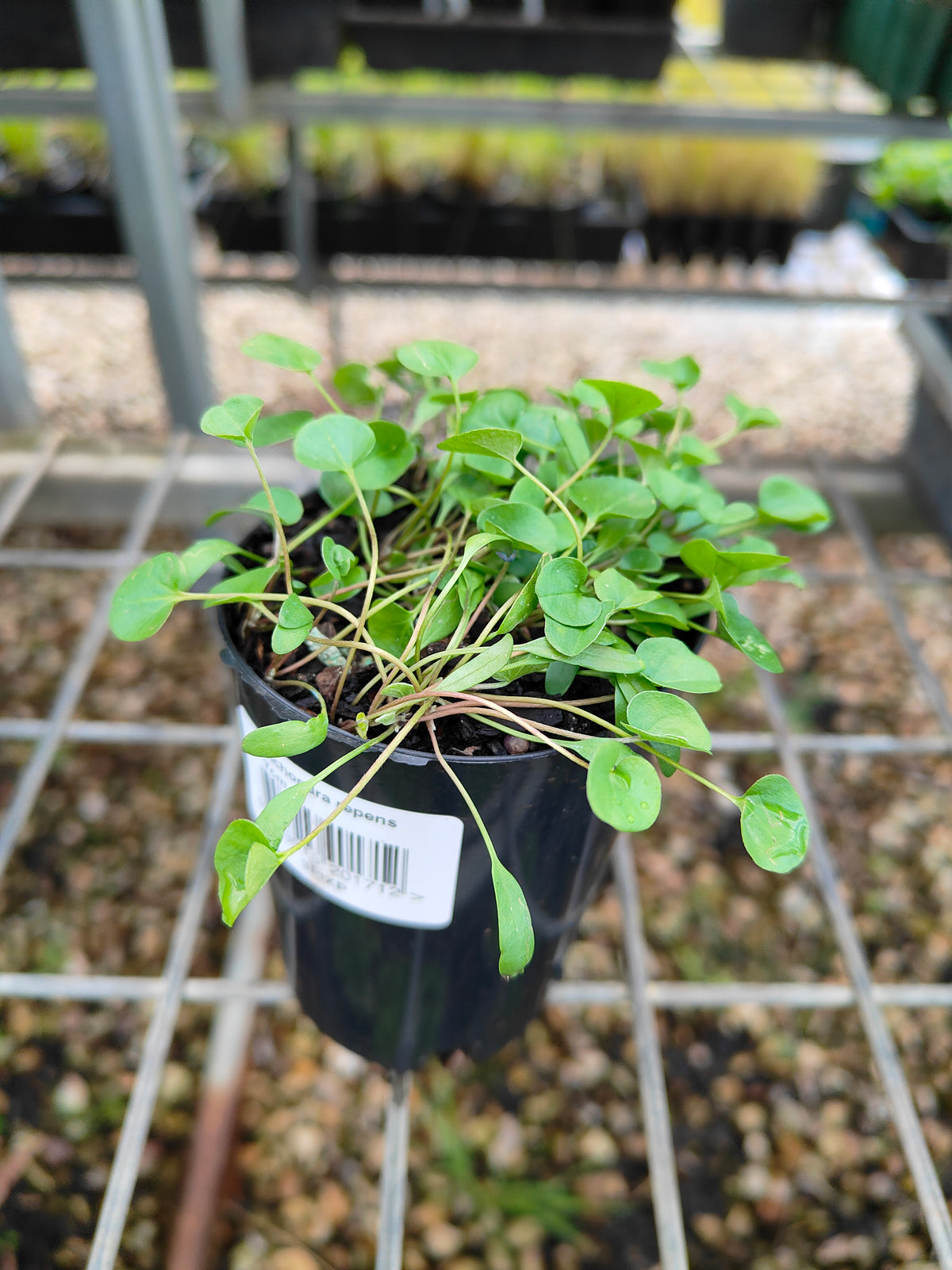 PL0053 Kidney Weed, Kidney Grass, Dichondra repens 马蹄金 肾叶打碗花, 7cm pot