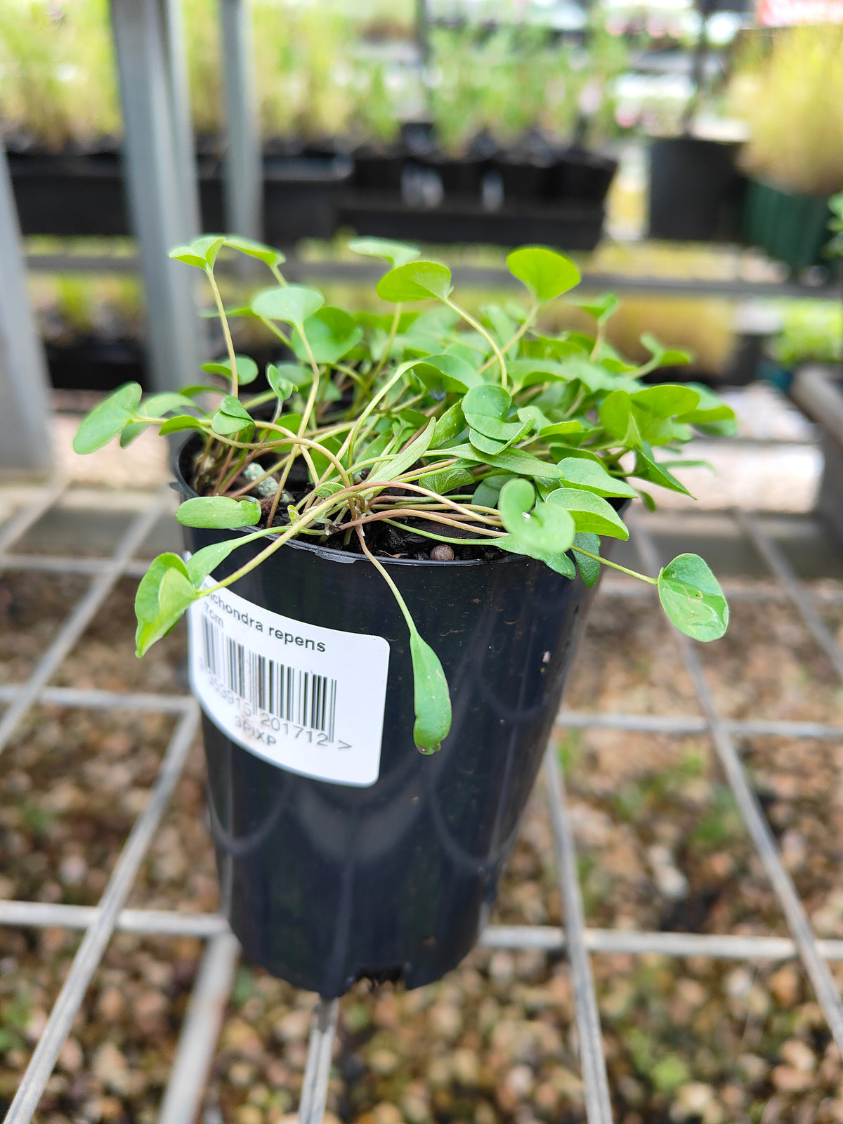 PL0053 Kidney Weed, Kidney Grass, Dichondra repens 马蹄金 肾叶打碗花, 7cm pot