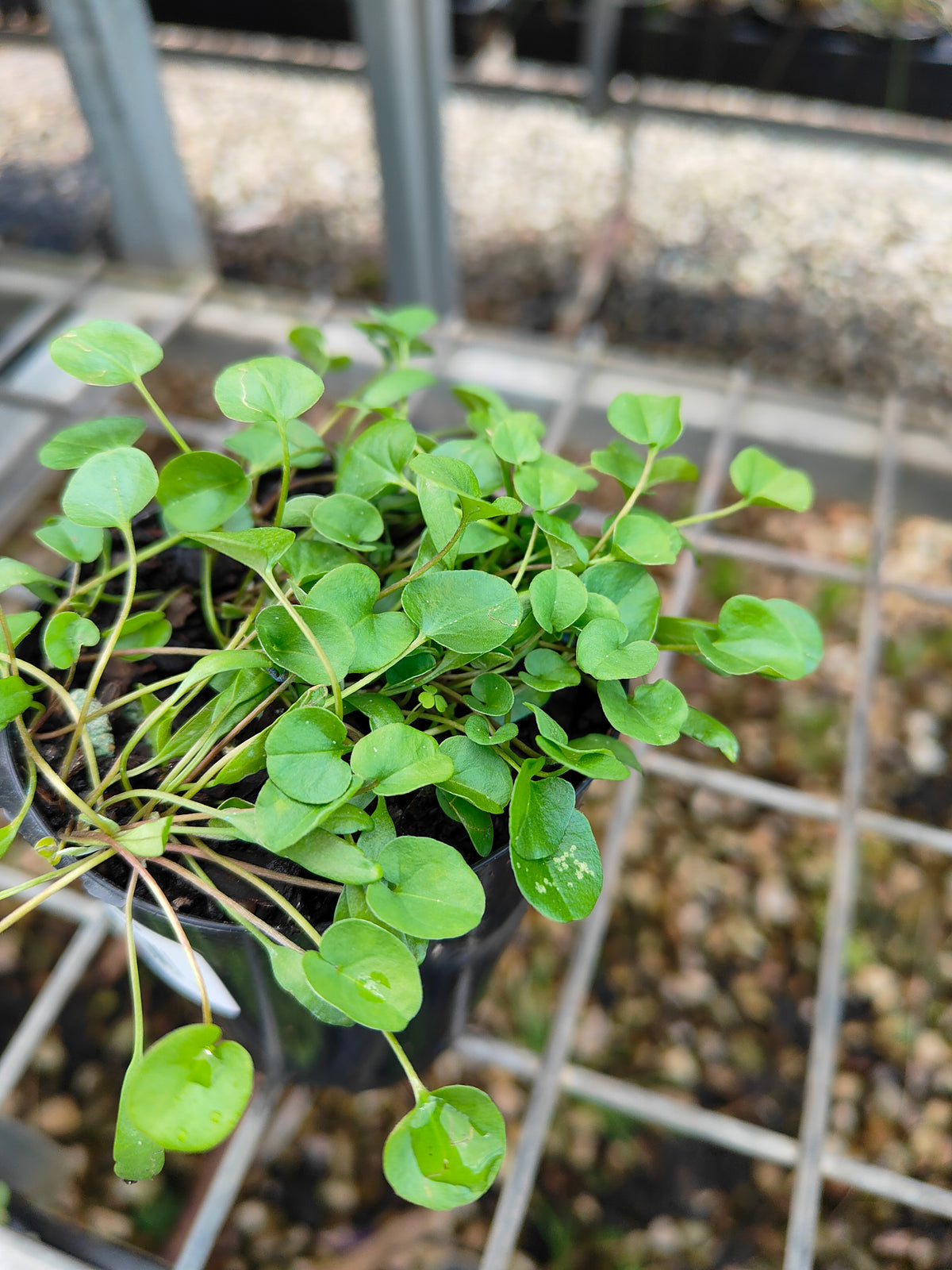 PL0053 Kidney Weed, Kidney Grass, Dichondra repens 马蹄金 肾叶打碗花, 7cm pot