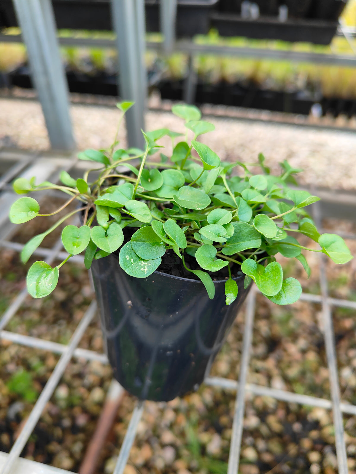 PL0053 Kidney Weed, Kidney Grass, Dichondra repens 马蹄金 肾叶打碗花, 7cm pot