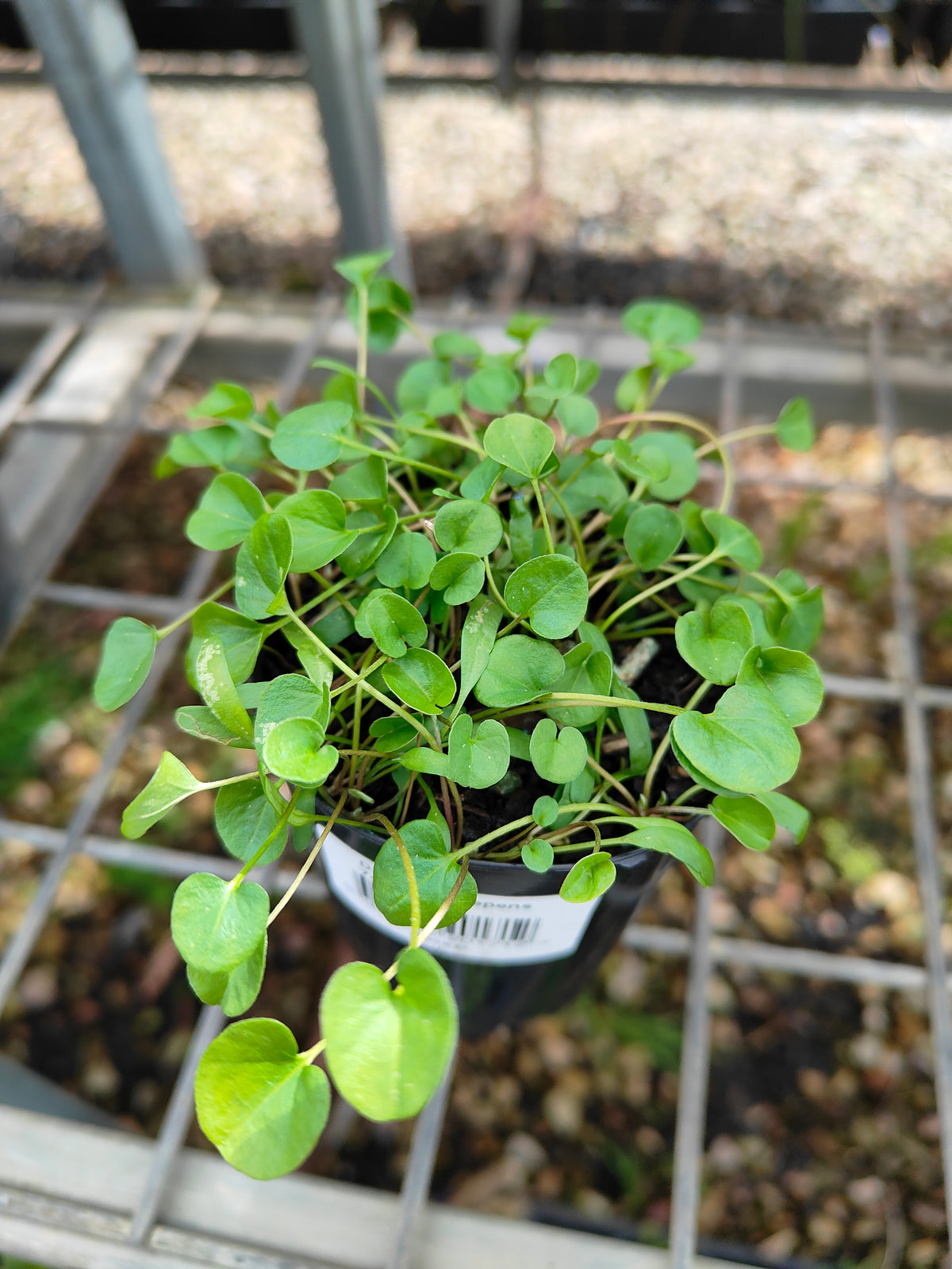 PL0053 Kidney Weed, Kidney Grass, Dichondra repens 马蹄金 肾叶打碗花, 7cm pot