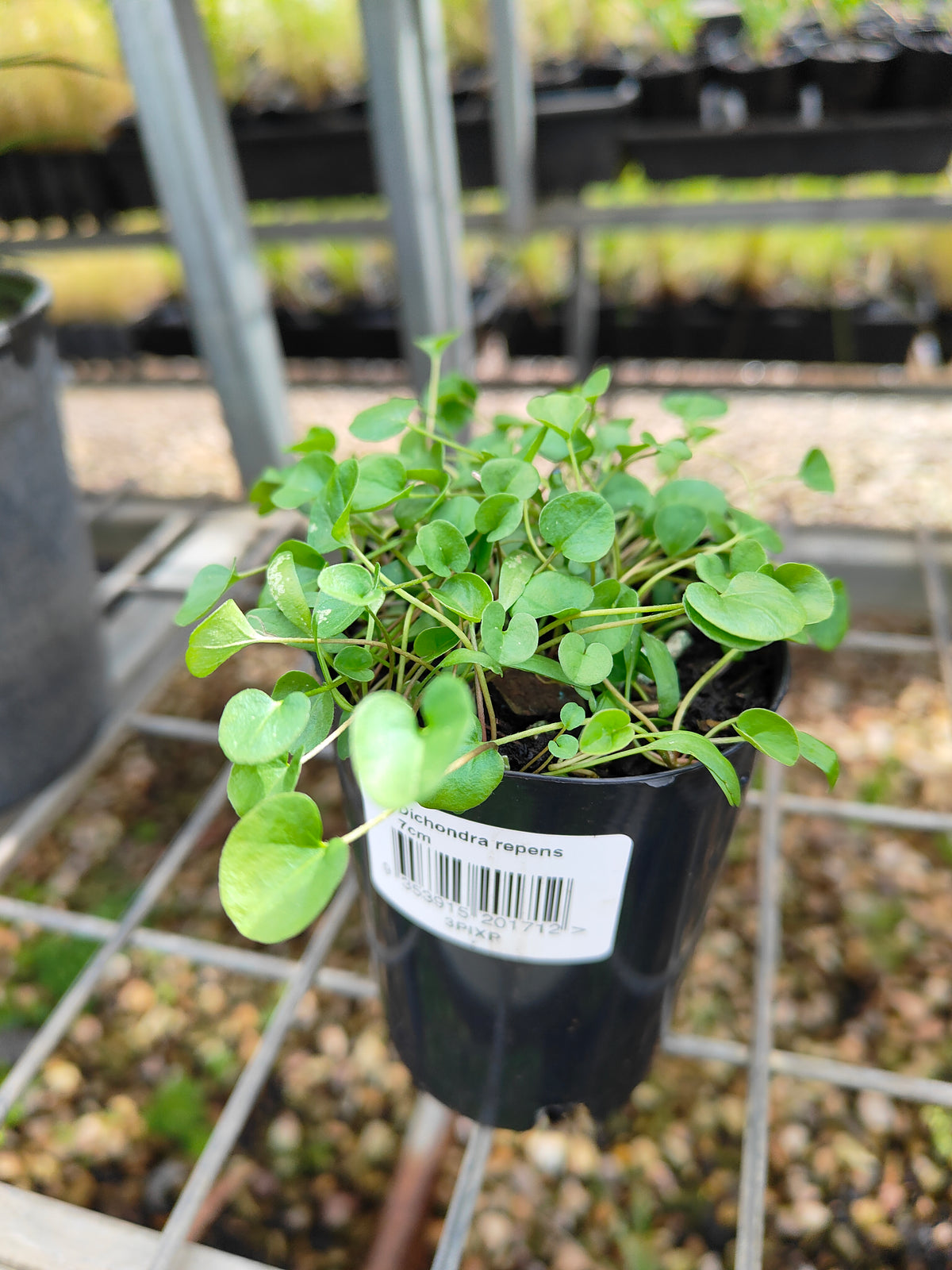 PL0053 Kidney Weed, Kidney Grass, Dichondra repens 马蹄金 肾叶打碗花, 7cm pot