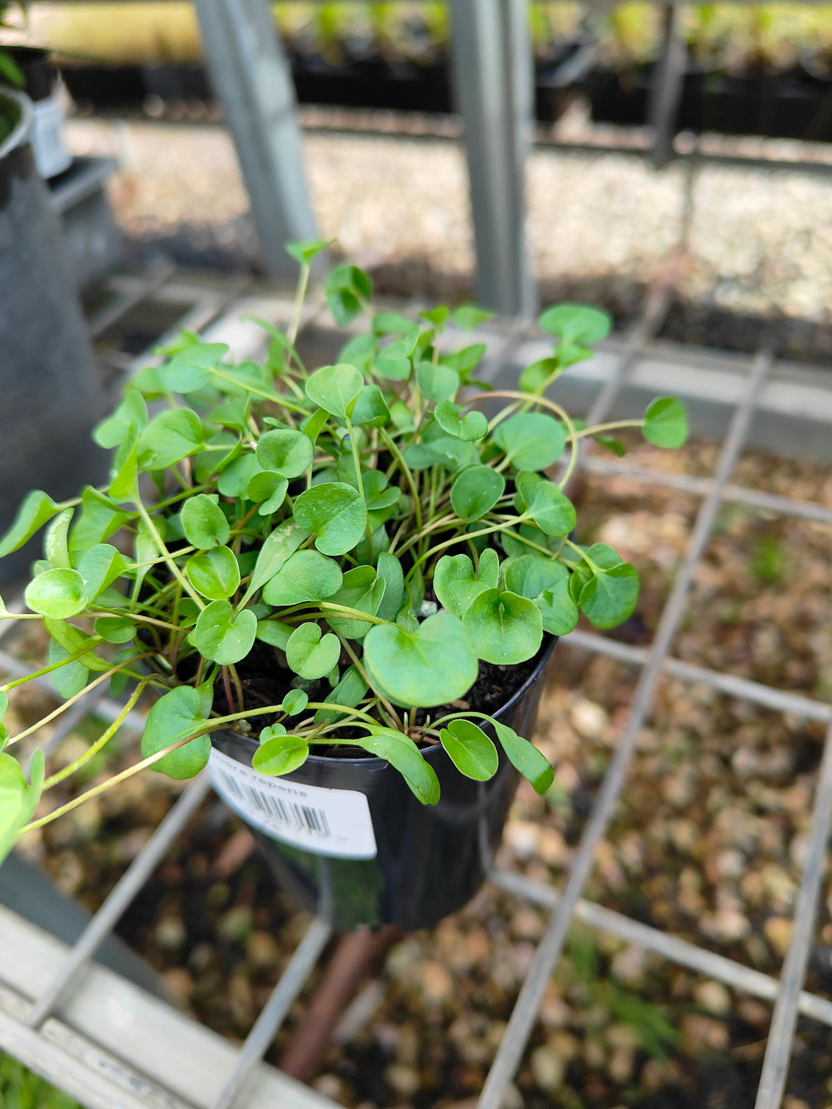 PL0053 Kidney Weed, Kidney Grass, Dichondra repens 马蹄金 肾叶打碗花, 7cm pot