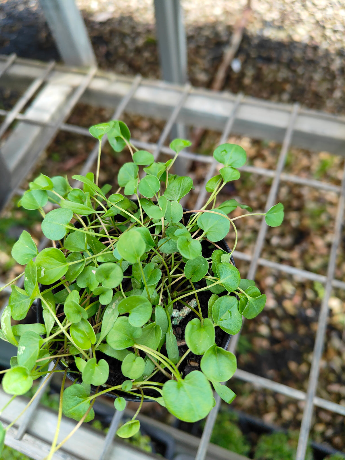 PL0053 Kidney Weed, Kidney Grass, Dichondra repens 马蹄金 肾叶打碗花, 7cm pot