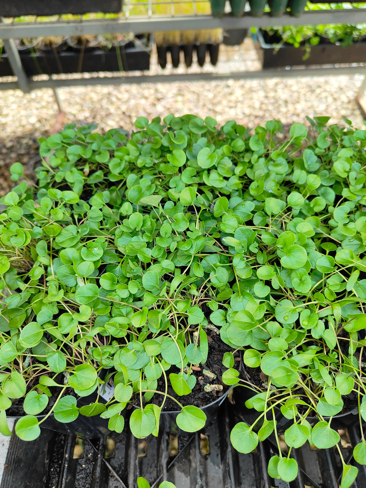 PL0053 Kidney Weed, Kidney Grass, Dichondra repens 马蹄金 肾叶打碗花, 7cm pot