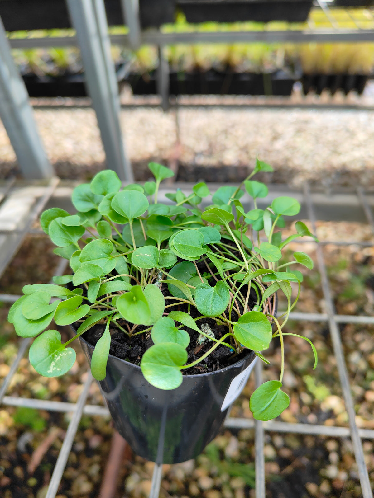 PL0053 Kidney Weed, Kidney Grass, Dichondra repens 马蹄金 肾叶打碗花, 7cm pot