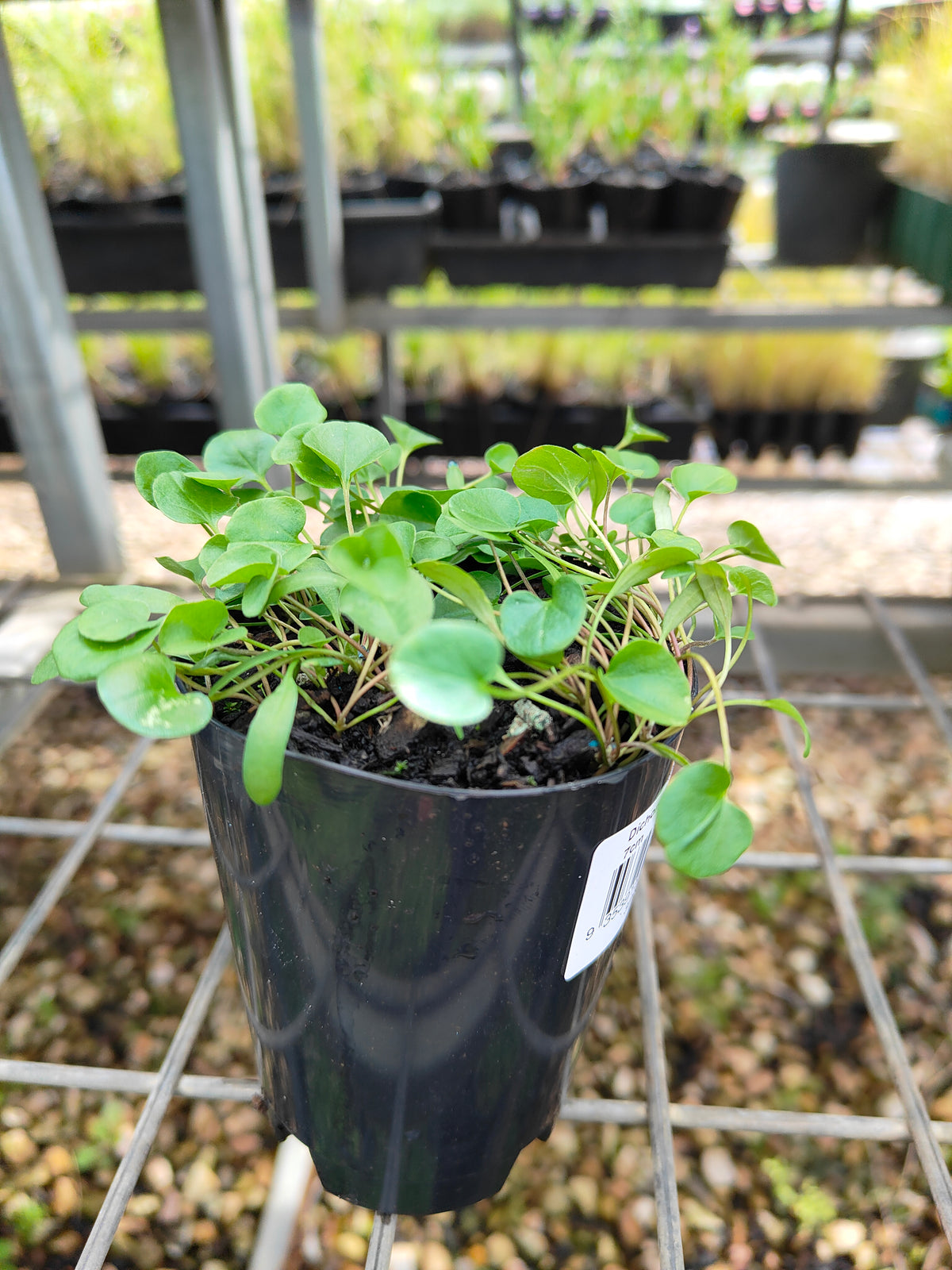PL0053 Kidney Weed, Kidney Grass, Dichondra repens 马蹄金 肾叶打碗花, 7cm pot