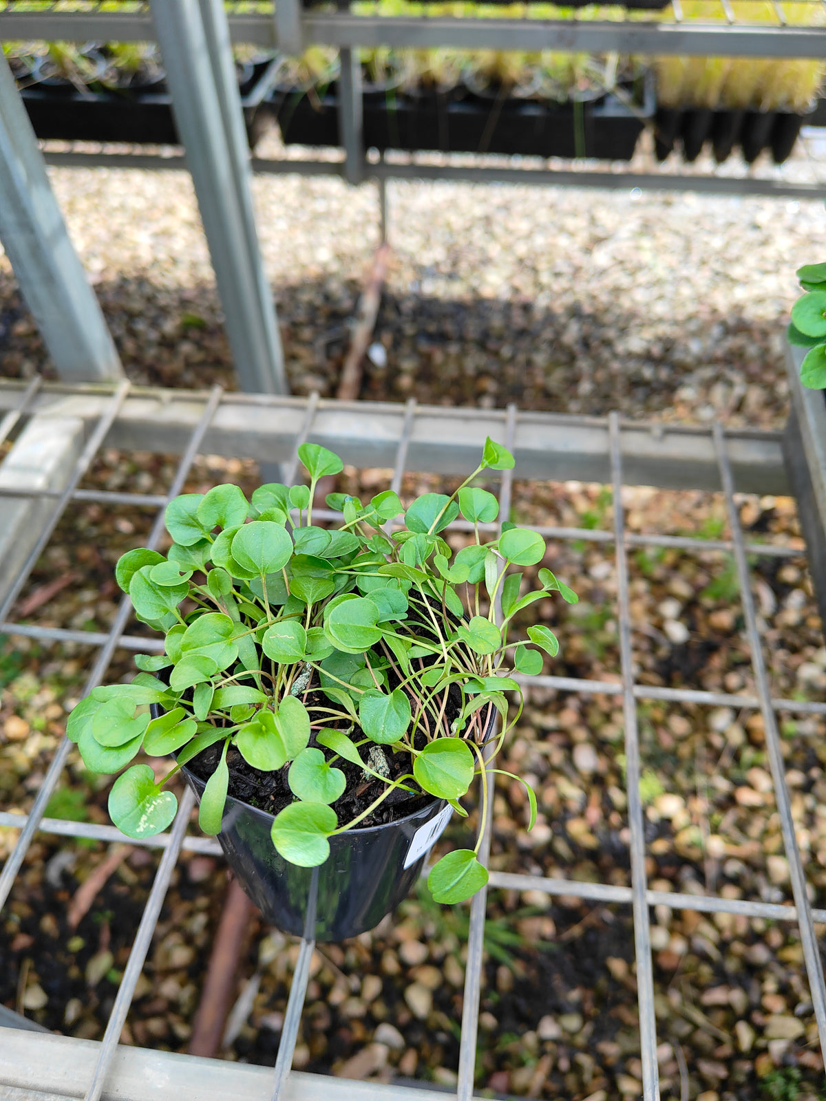 PL0053 Kidney Weed, Kidney Grass, Dichondra repens 马蹄金 肾叶打碗花, 7cm pot