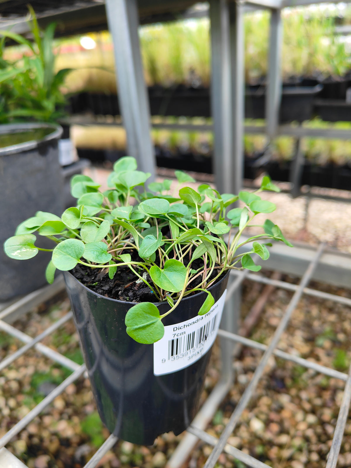 PL0053 Kidney Weed, Kidney Grass, Dichondra repens 马蹄金 肾叶打碗花, 7cm pot