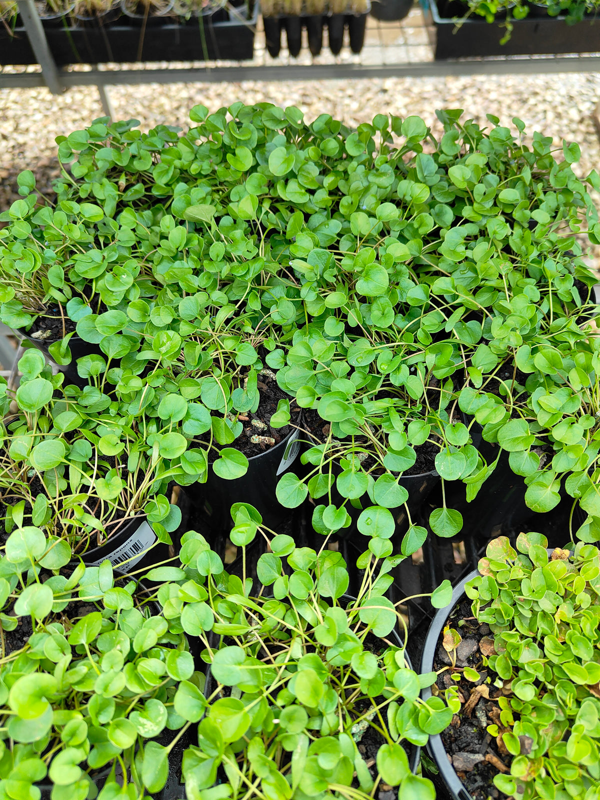PL0053 Kidney Weed, Kidney Grass, Dichondra repens 马蹄金 肾叶打碗花, 7cm pot