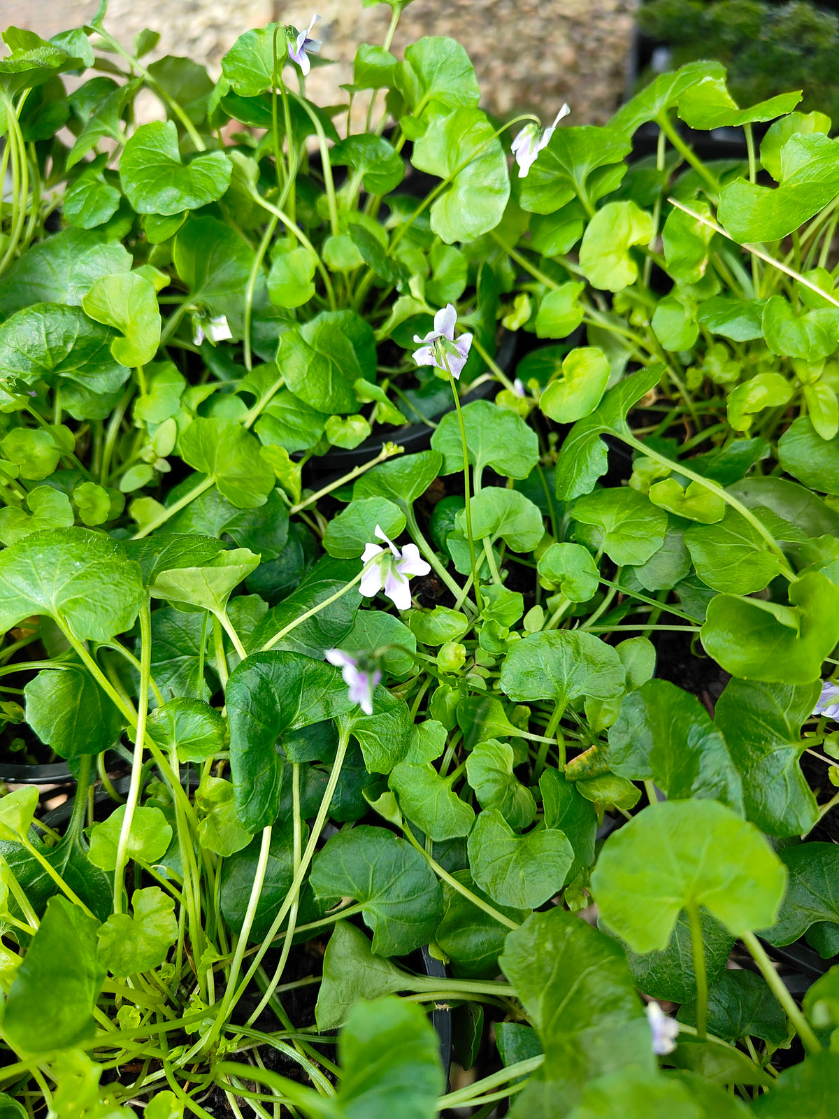 PL0052 Native Violet, Ivy Leaf Violet, Viola hederacea, Australian Violet 匍匐堇菜 肾叶堇菜, 10cm pot