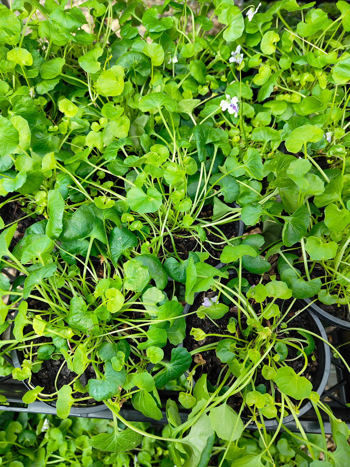 PL0052 Native Violet, Ivy Leaf Violet, Viola hederacea, Australian Violet 匍匐堇菜 肾叶堇菜, 10cm pot