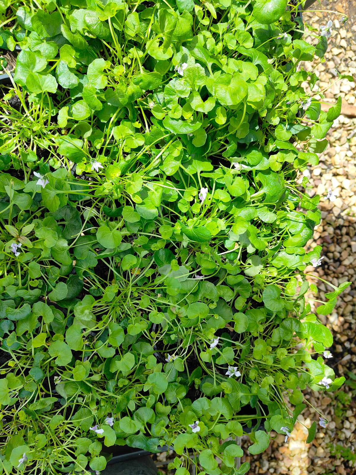 PL0052 Native Violet, Ivy Leaf Violet, Viola hederacea, Australian Violet 匍匐堇菜 肾叶堇菜, 10cm pot