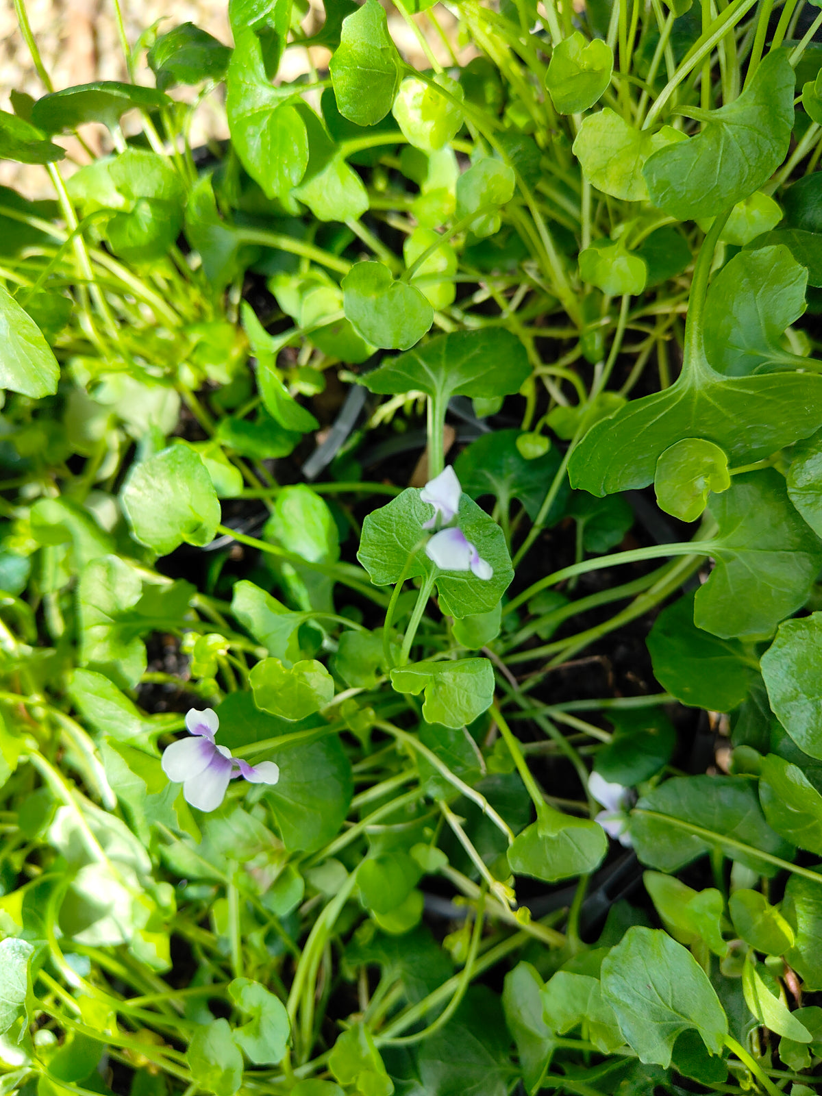 PL0052 Native Violet, Ivy Leaf Violet, Viola hederacea, Australian Violet 匍匐堇菜 肾叶堇菜, 10cm pot