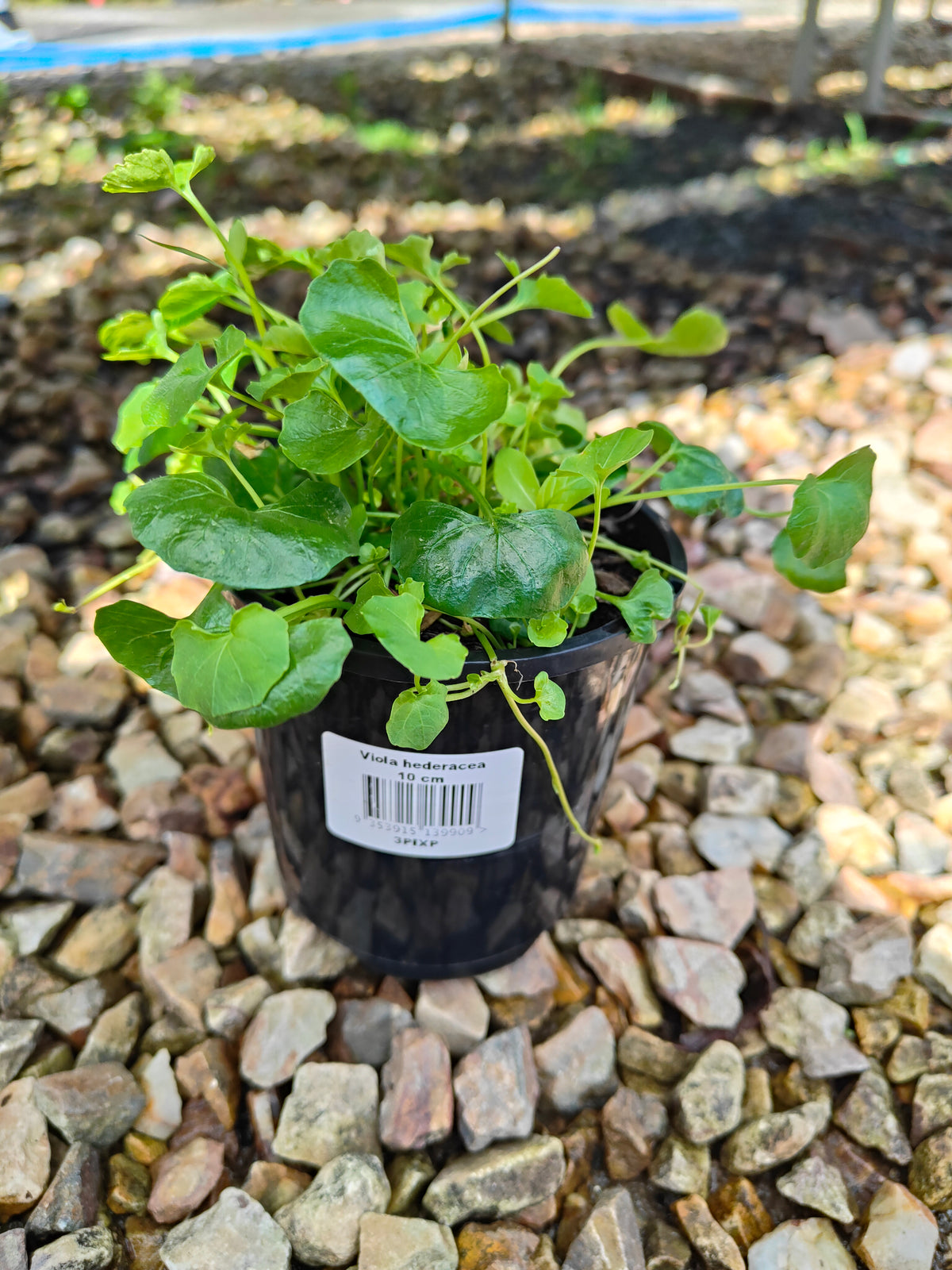PL0052 Native Violet, Ivy Leaf Violet, Viola hederacea, Australian Violet 匍匐堇菜 肾叶堇菜, 10cm pot