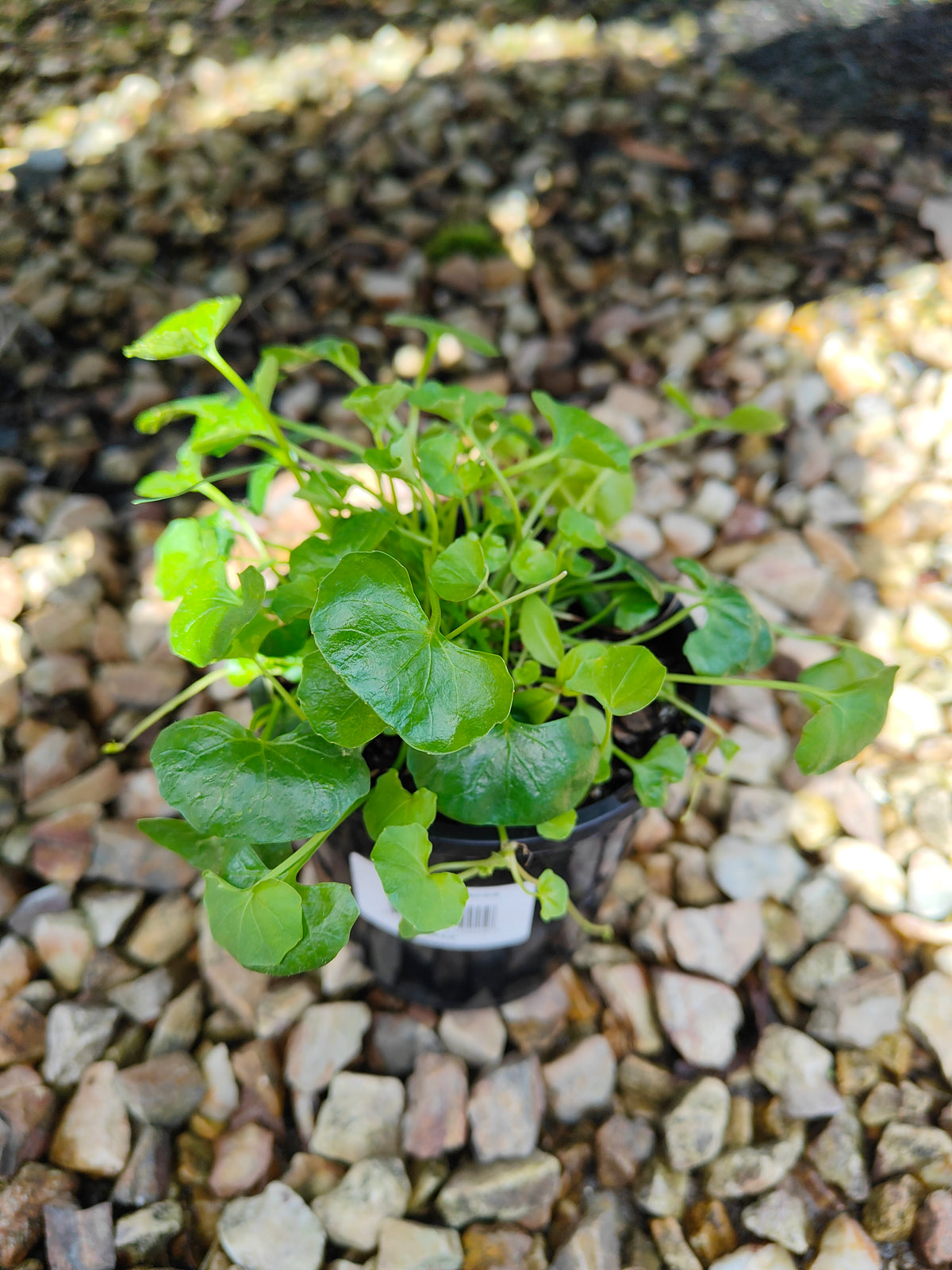 PL0052 Native Violet, Ivy Leaf Violet, Viola hederacea, Australian Violet 匍匐堇菜 肾叶堇菜, 10cm pot
