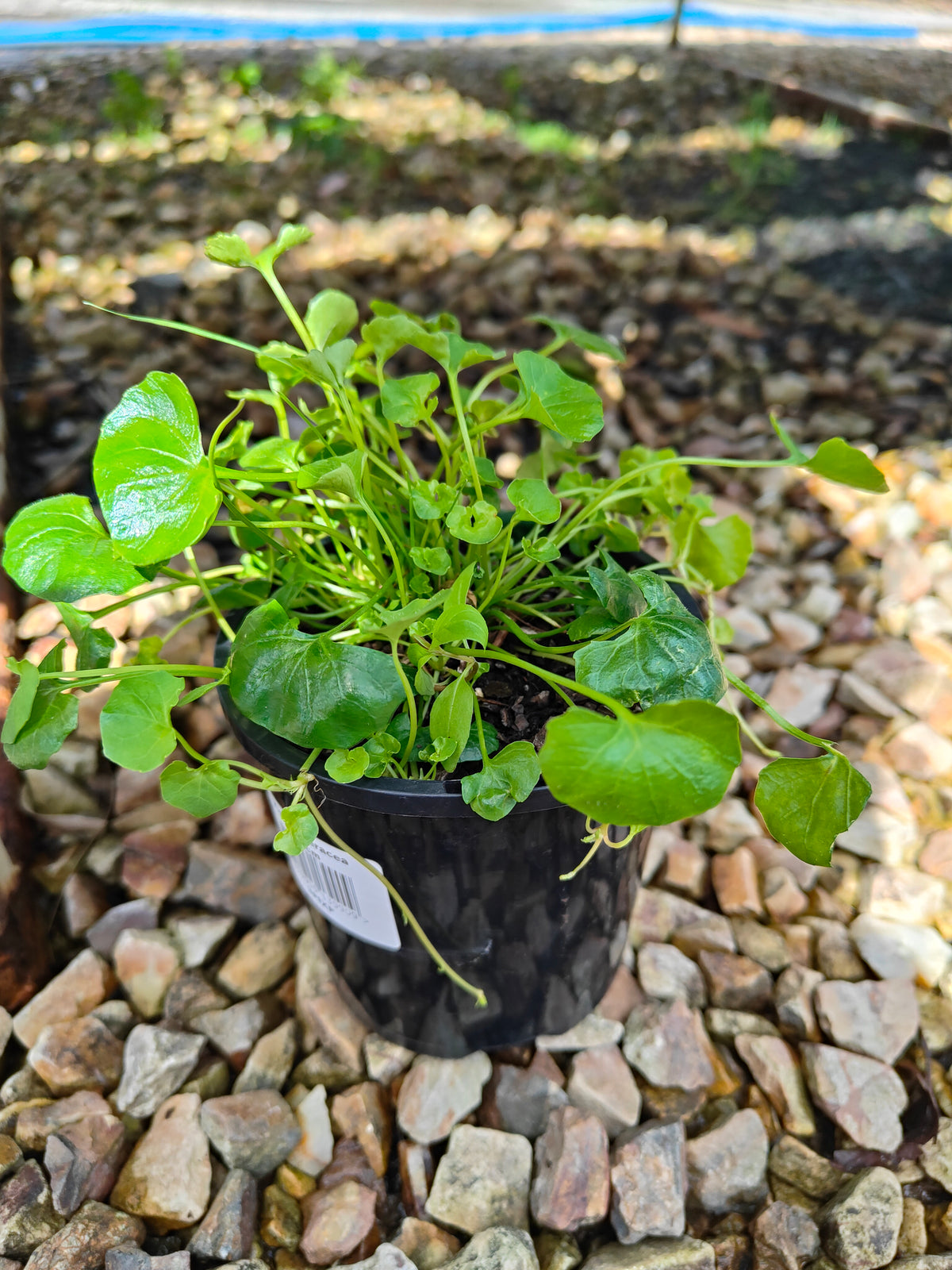 PL0052 Native Violet, Ivy Leaf Violet, Viola hederacea, Australian Violet 匍匐堇菜 肾叶堇菜, 10cm pot