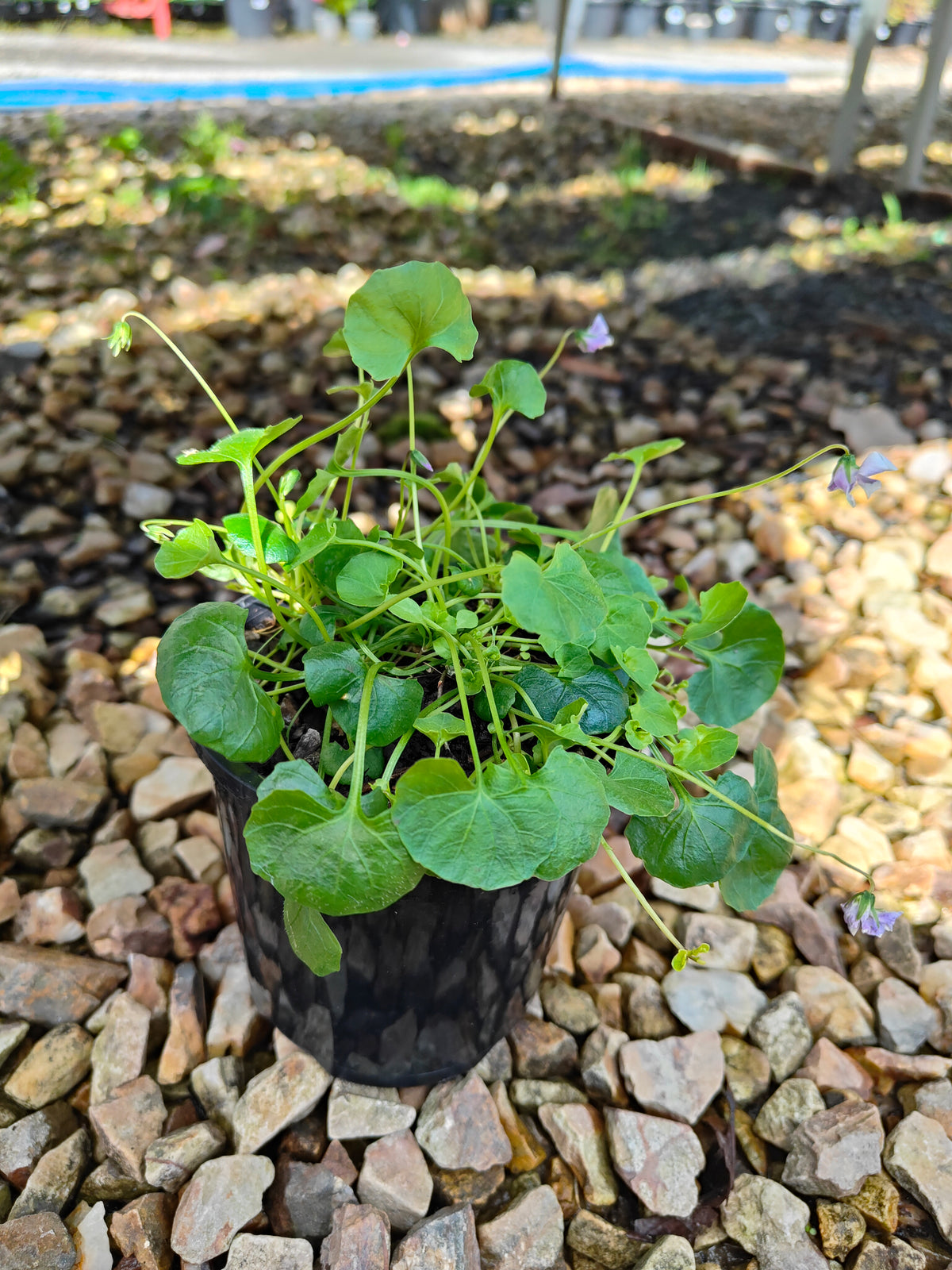PL0052 Native Violet, Ivy Leaf Violet, Viola hederacea, Australian Violet 匍匐堇菜 肾叶堇菜, 10cm pot