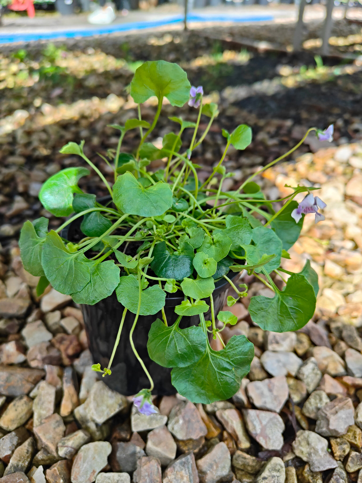 PL0052 Native Violet, Ivy Leaf Violet, Viola hederacea, Australian Violet 匍匐堇菜 肾叶堇菜, 10cm pot