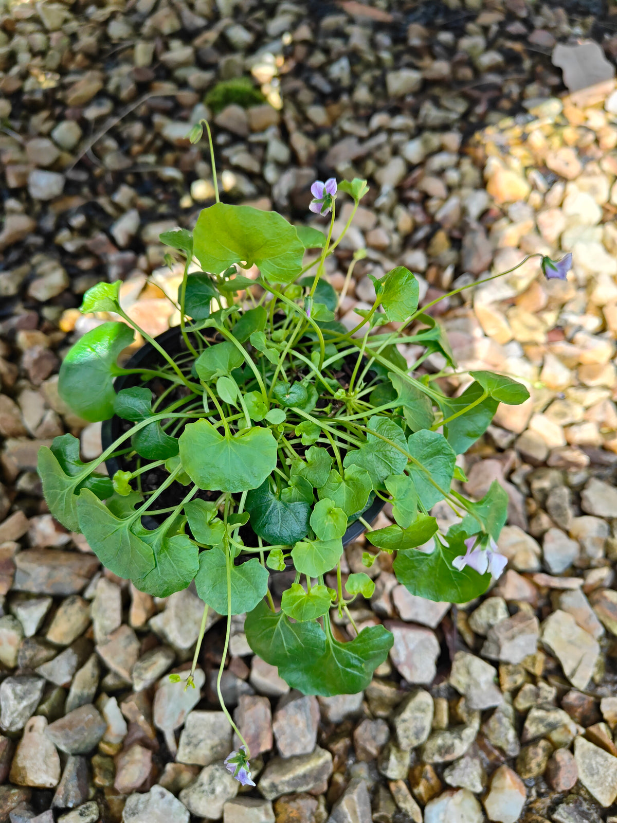PL0052 Native Violet, Ivy Leaf Violet, Viola hederacea, Australian Violet 匍匐堇菜 肾叶堇菜, 10cm pot