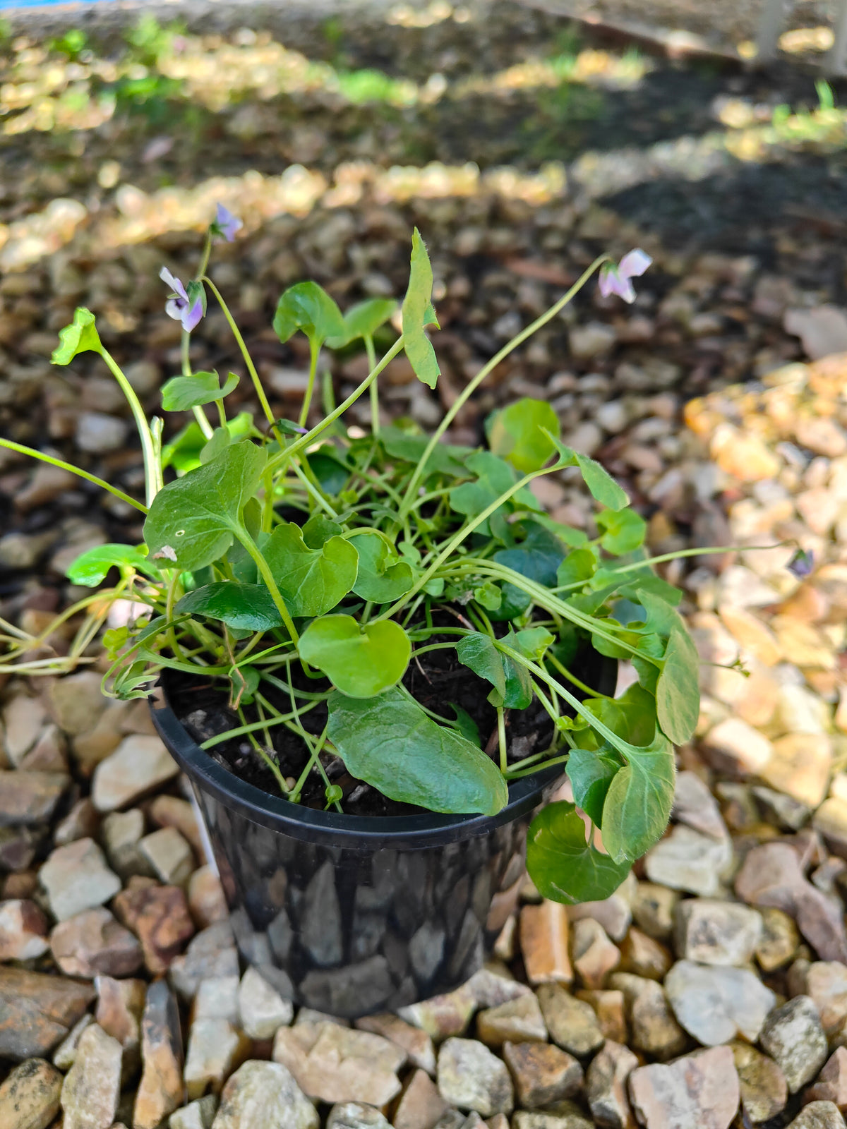 PL0052 Native Violet, Ivy Leaf Violet, Viola hederacea, Australian Violet 匍匐堇菜 肾叶堇菜, 10cm pot