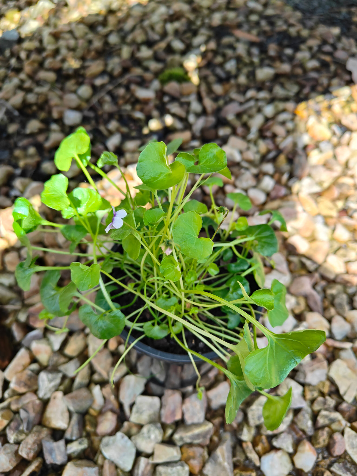 PL0052 Native Violet, Ivy Leaf Violet, Viola hederacea, Australian Violet 匍匐堇菜 肾叶堇菜, 10cm pot