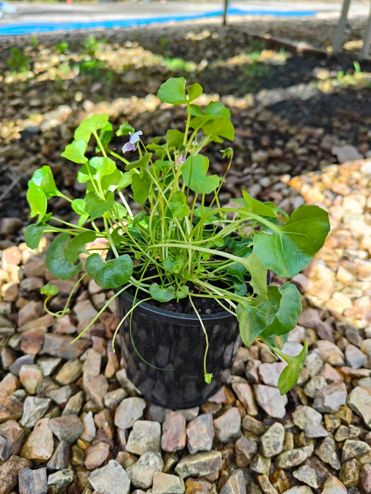 PL0052 Native Violet, Ivy Leaf Violet, Viola hederacea, Australian Violet 匍匐堇菜 肾叶堇菜, 10cm pot