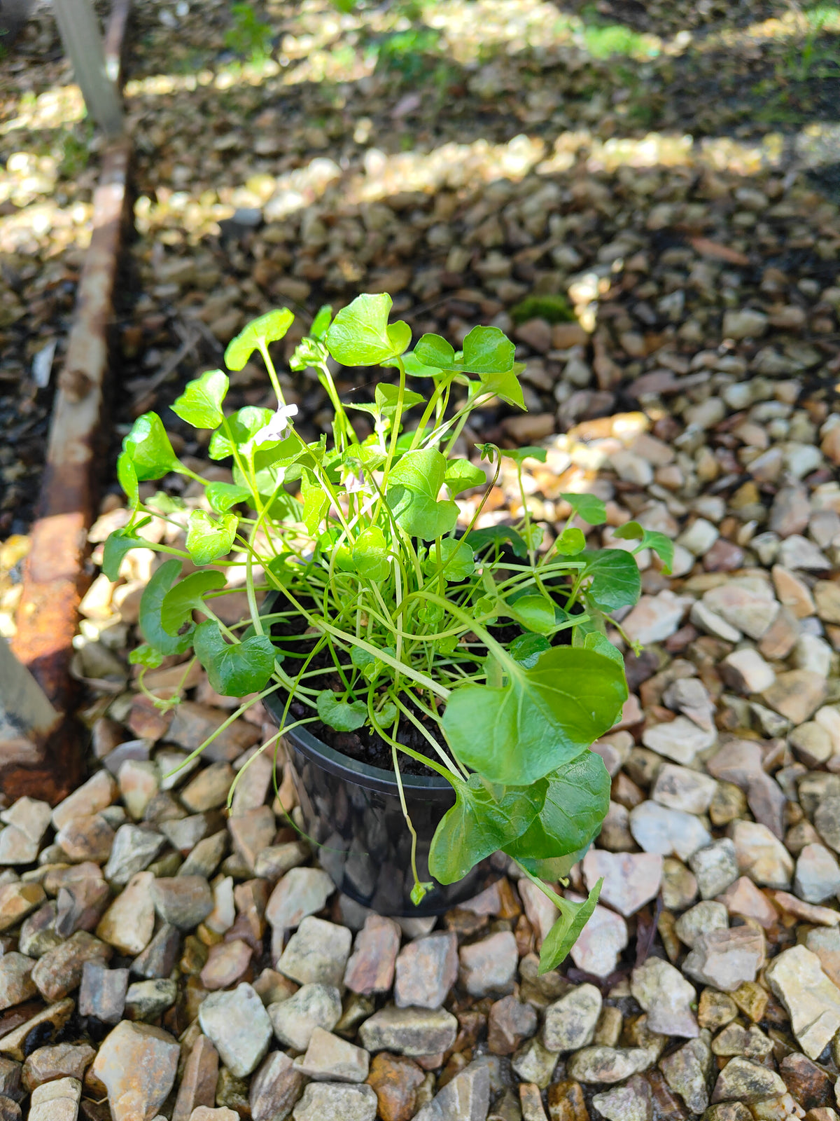 PL0052 Native Violet, Ivy Leaf Violet, Viola hederacea, Australian Violet 匍匐堇菜 肾叶堇菜, 10cm pot