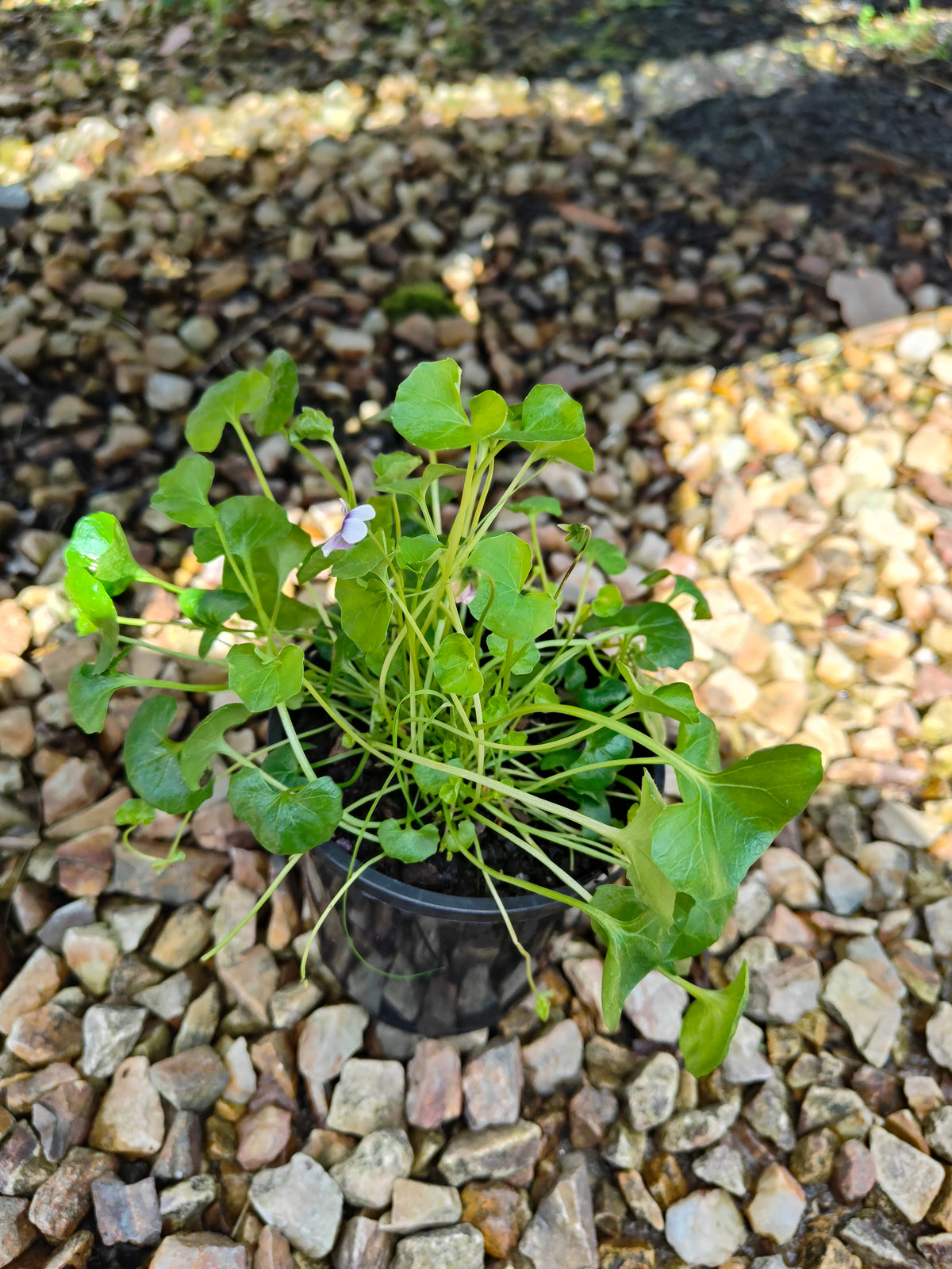 PL0052 Native Violet, Ivy Leaf Violet, Viola hederacea, Australian Violet 匍匐堇菜 肾叶堇菜, 10cm pot