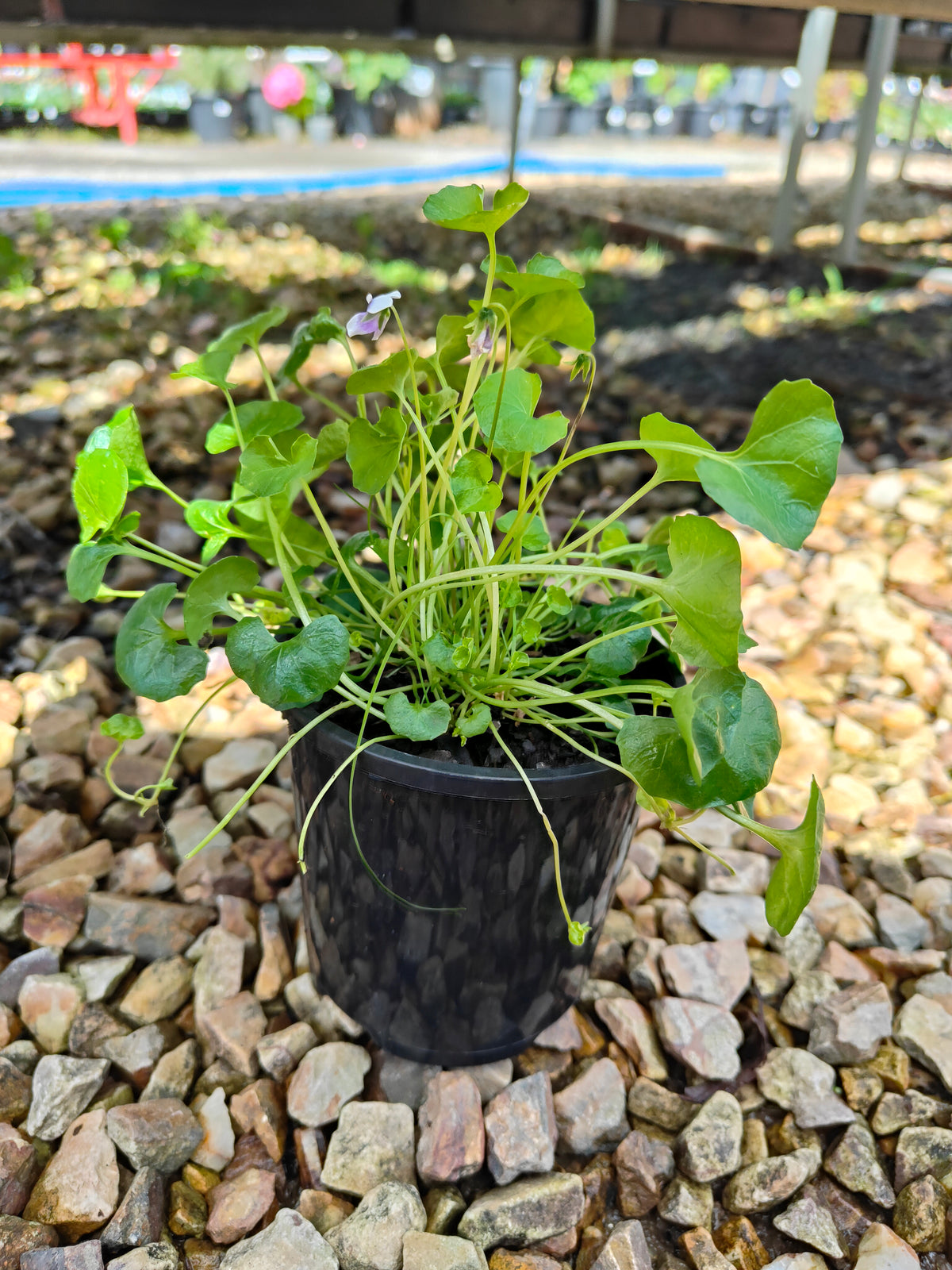 PL0052 Native Violet, Ivy Leaf Violet, Viola hederacea, Australian Violet 匍匐堇菜 肾叶堇菜, 10cm pot