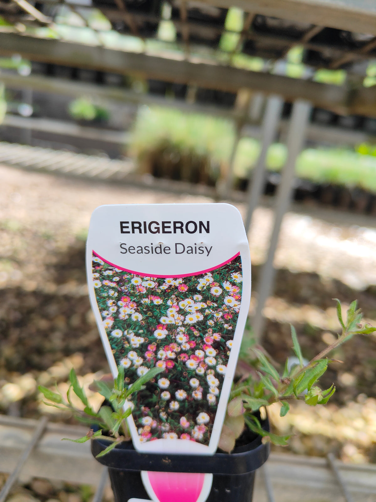 PL0051 Seaside Daisy, Erigeron karvinskianus 海滨小雏菊 加勒比飞蓬, 7-14cm pot